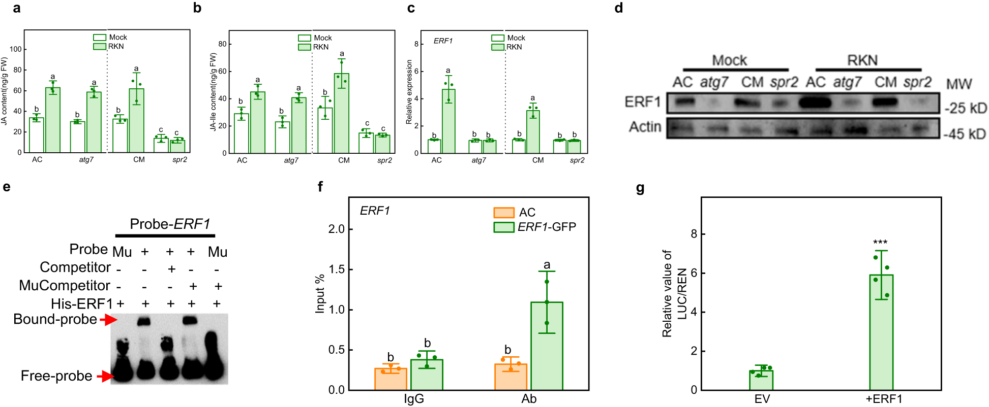 Fig. 5: The relationship between autophagy and JA pathway and the role of ERF1.