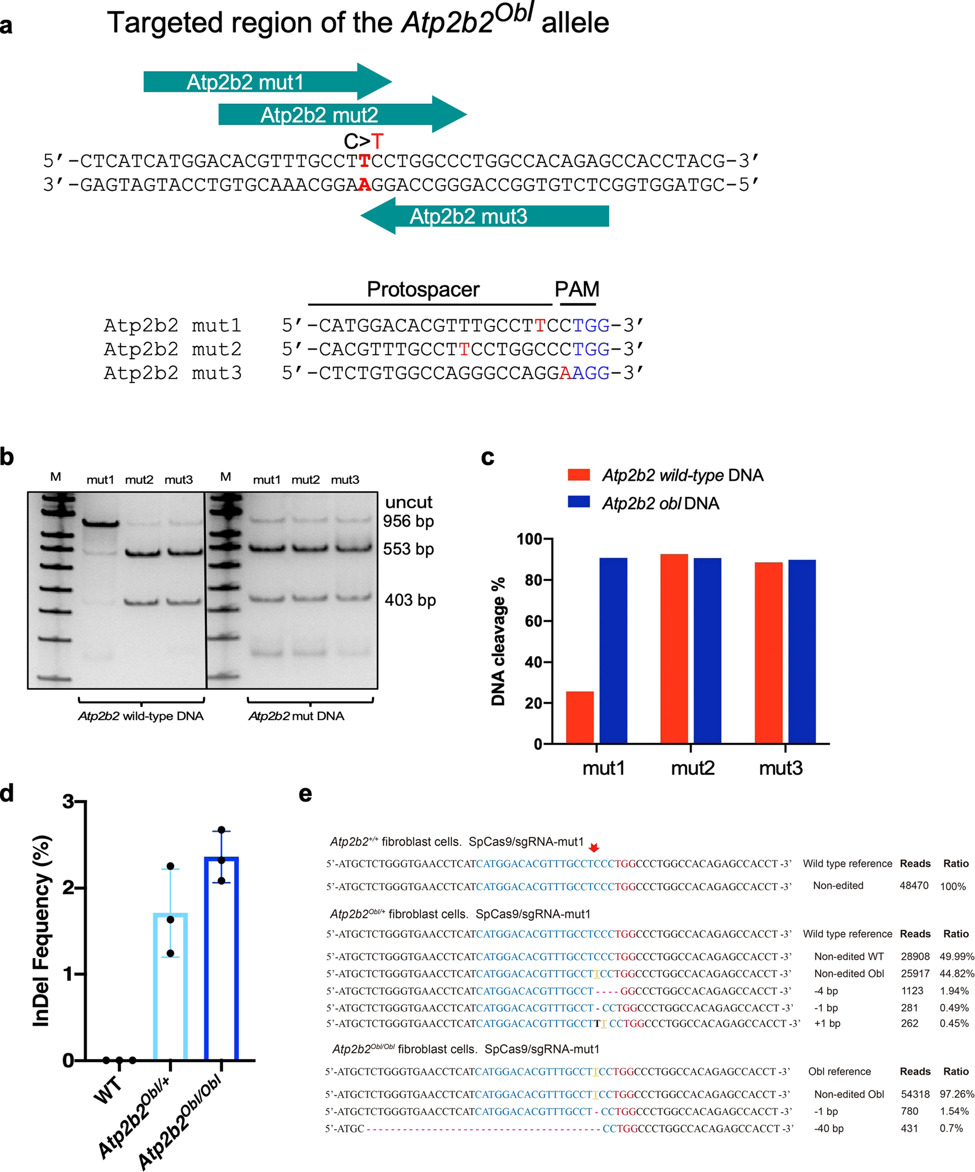 Fig. 1: Design of a genome-editing strategy to disrupt the Obl mutant allele.