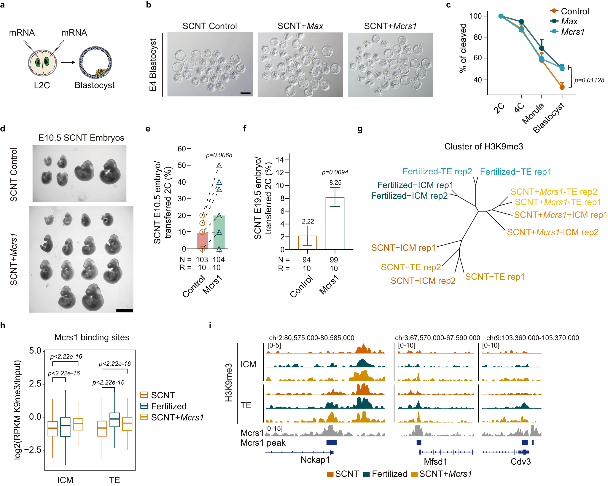 Fig. 6: Overexpression of Max or Mcrs1 significantly improves cumulus cell-derived SCNT development.