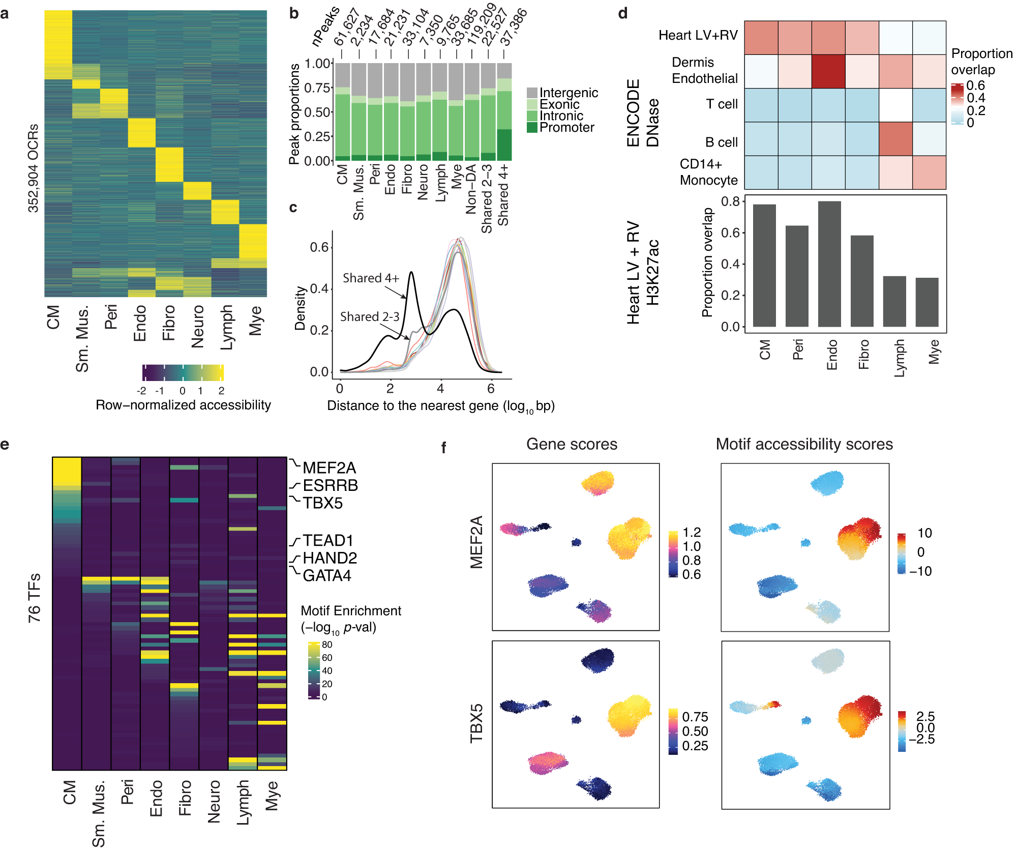 Fig. 3: Discovery of OCRs and transcriptional regulators in the human heart.