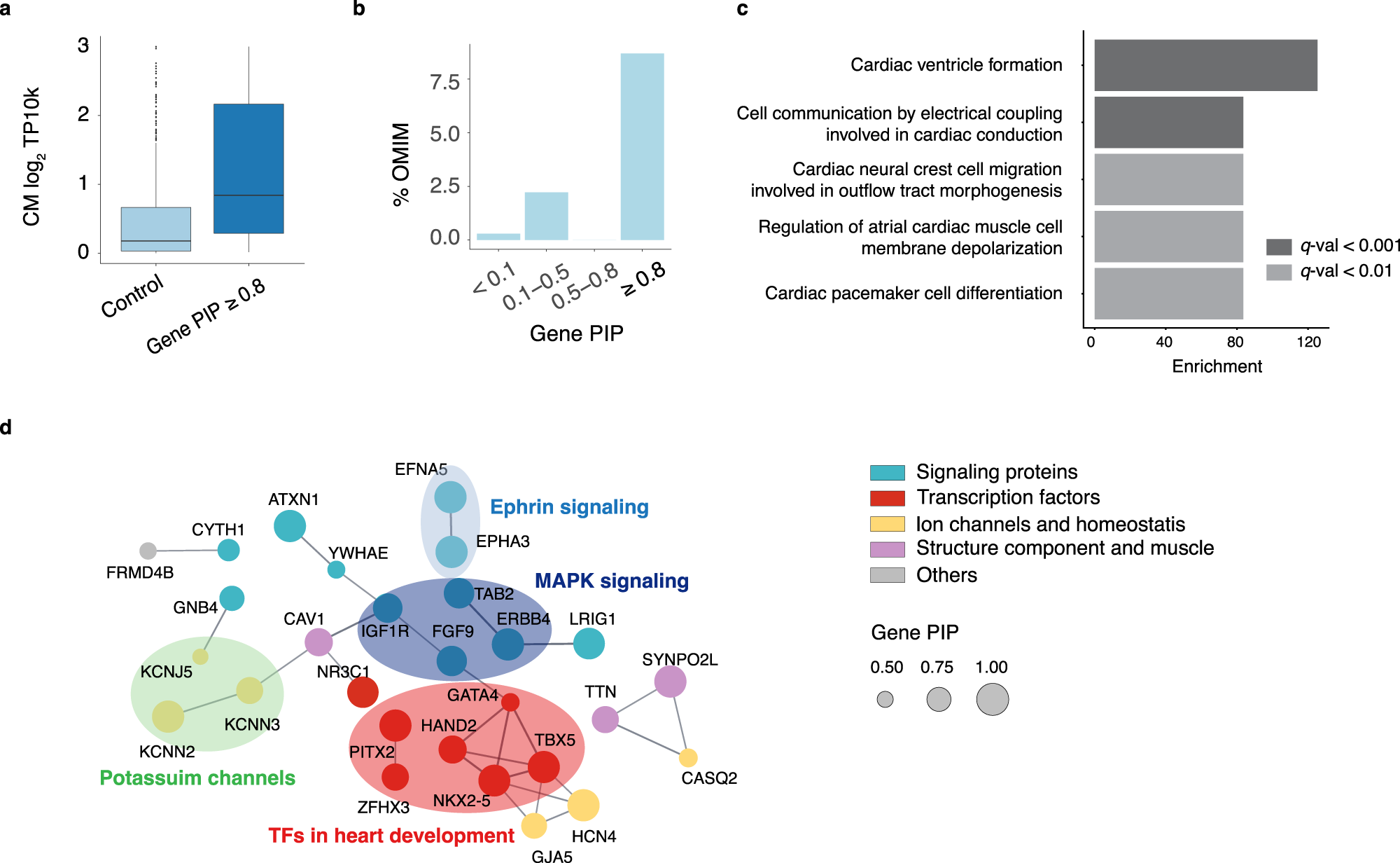 Fig. 6: Functional support of putative AF risk genes.