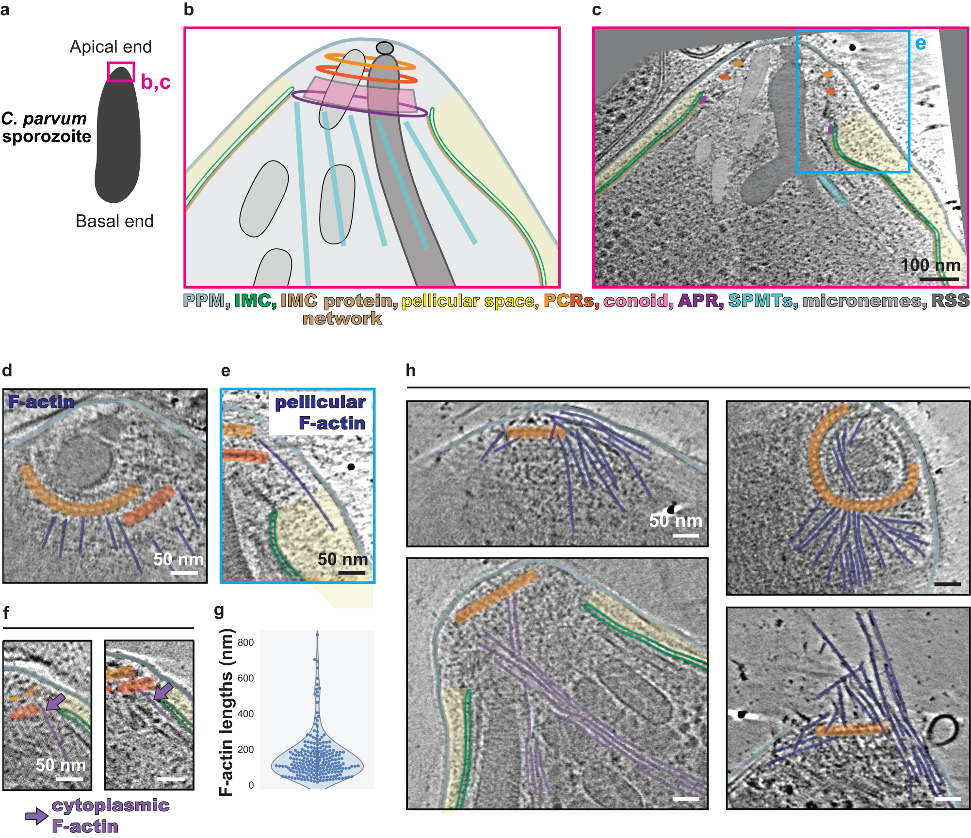 Origin and arrangement of actin filaments for gliding motility in  apicomplexan parasites revealed by cryo-electron tomography | Nature  Communications