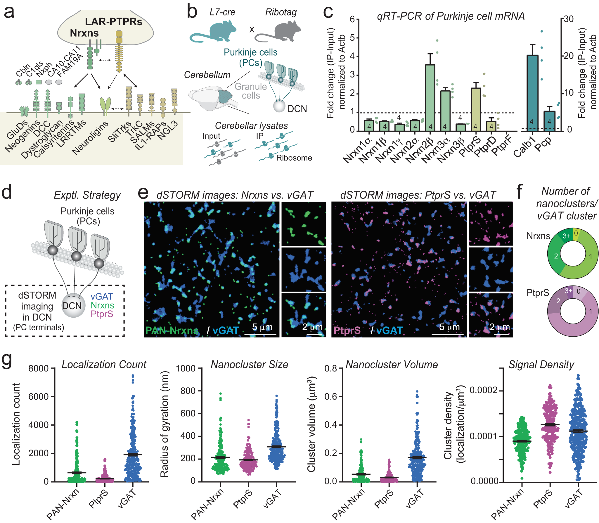 Purkinje cell dopaminergic inputs to astrocytes regulate  cerebellar-dependent behavior