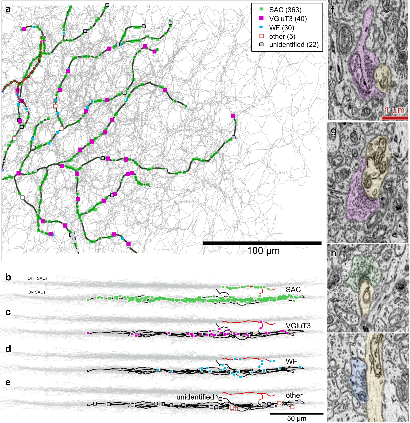 Fig. 2: Amacrine cell inputs onto an ON DSGC.