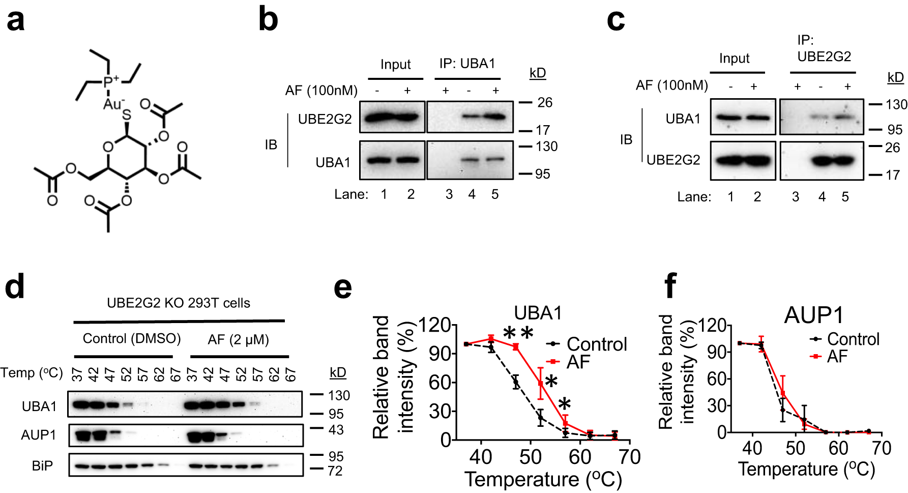 Fig. 1: Auranofin (AF) binds to UBA1 and enhances UBA1 interaction with UBE2G2.