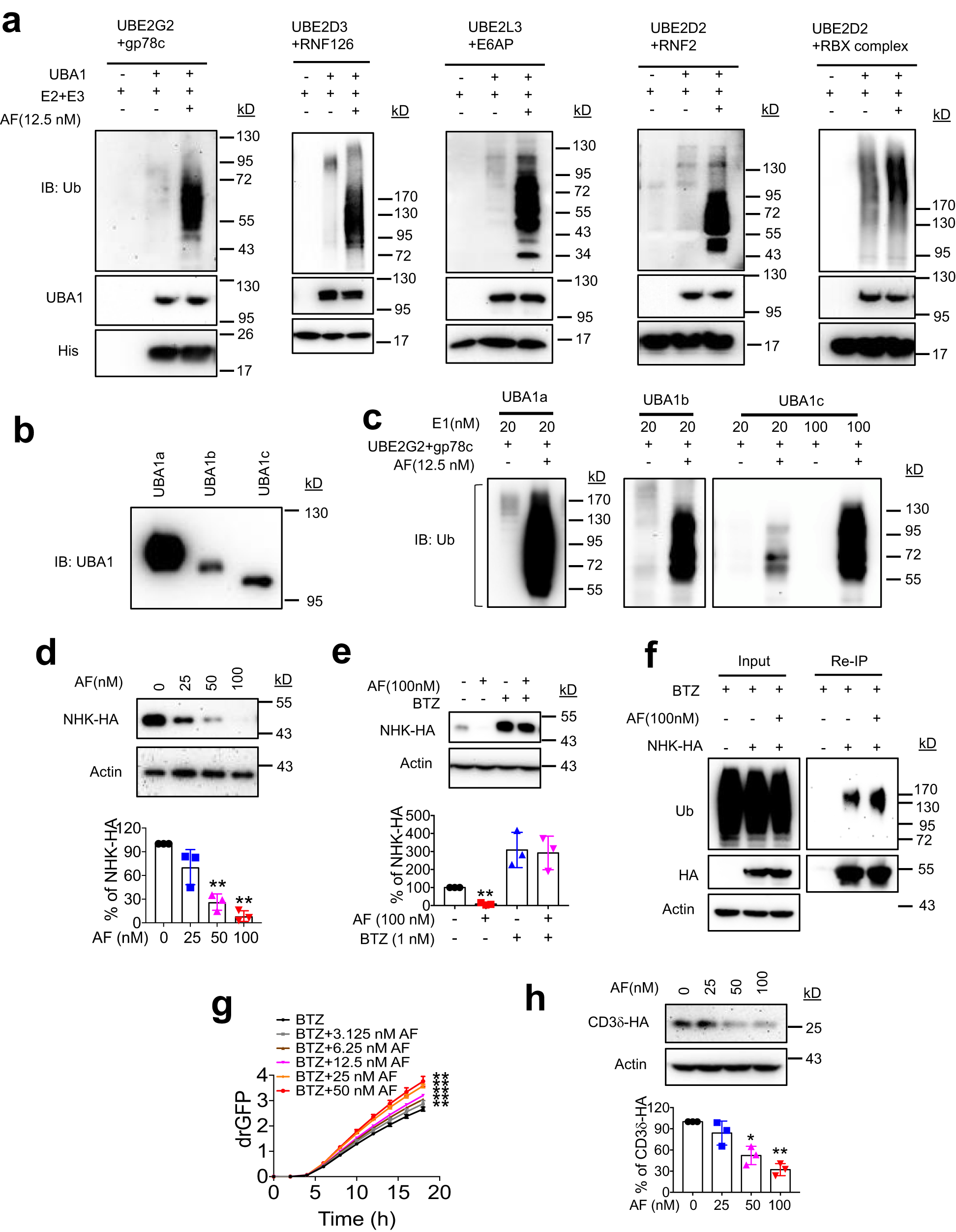Fig. 5: AF potently enhances E3 activity in vitro and accelerates ERAD in cells.