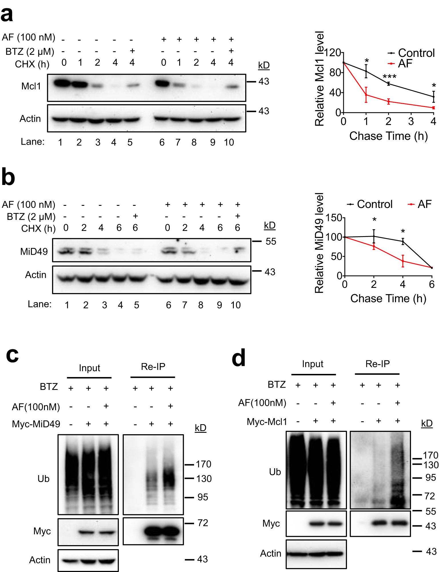 Fig. 6: AF accelerates ubiquitination-dependent OMMAD.