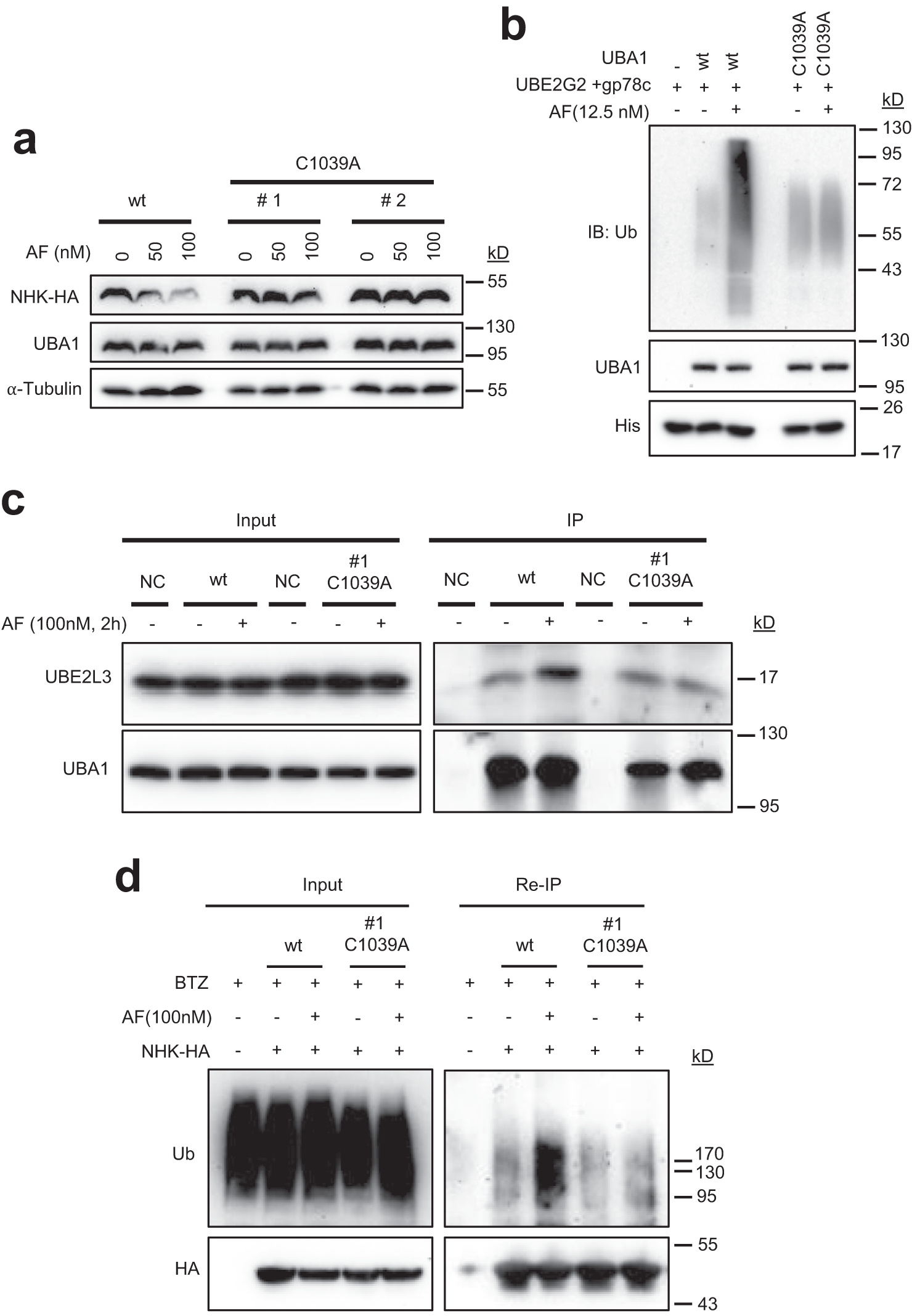 Fig. 7: AF does not enhance NHK ubiquitination and proteasomal degradation in HCT116 cells expressing C1039A mutant UBA1 (HCT116-UBA1(C1039A) cells).