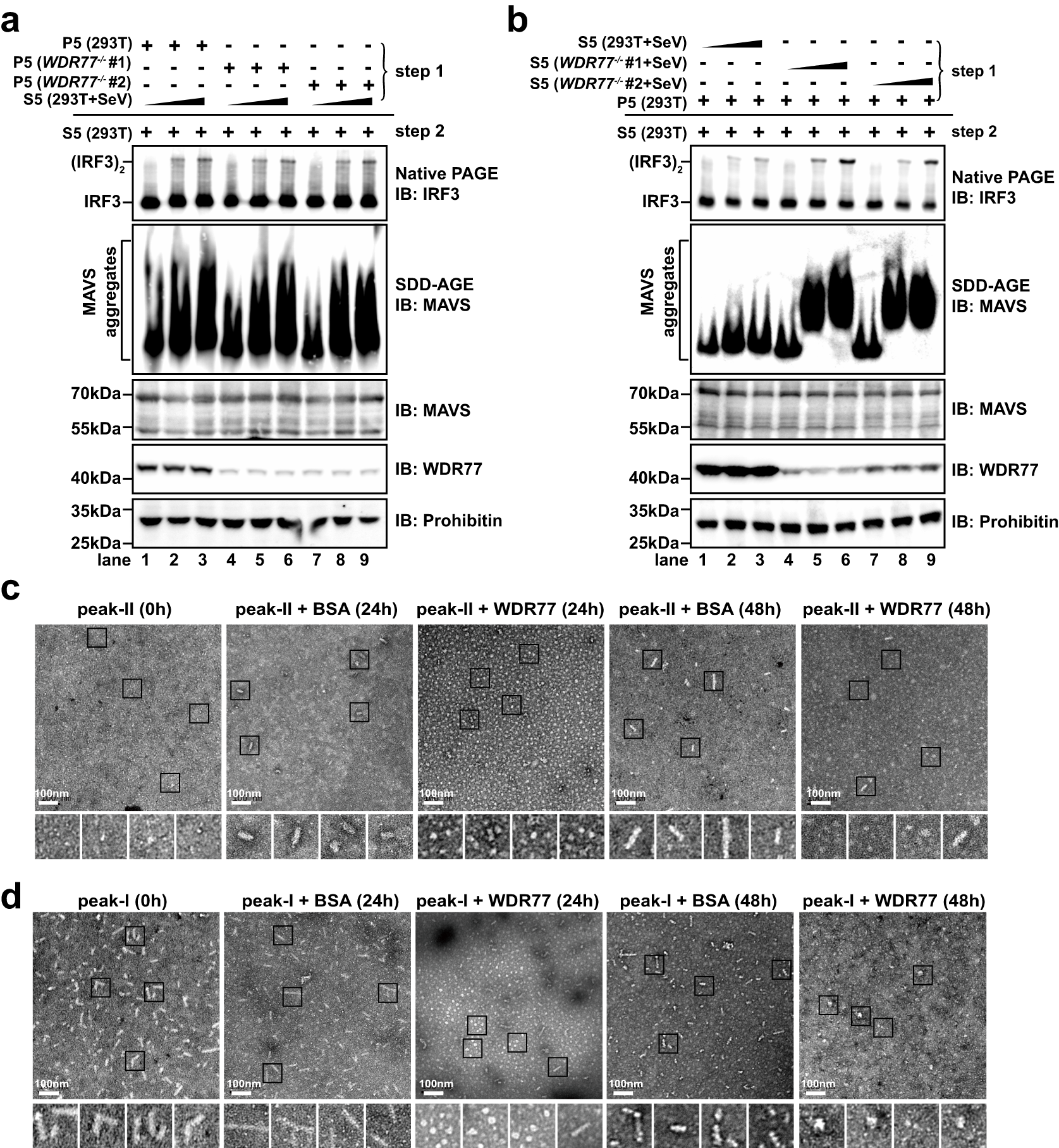 Fig. 5: WDR77 impedes MAVS to form prion-like filaments.