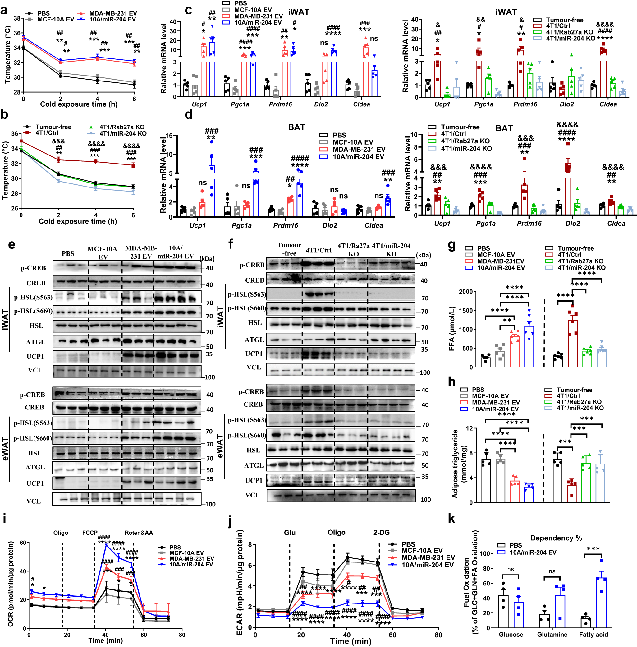 Fig. 4: Circulating miR-204 promotes thermogenesis and lipolysis in white adipose tissue.
