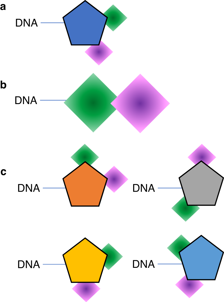 Diversity-oriented synthesis encoded by deoxyoligonucleotides