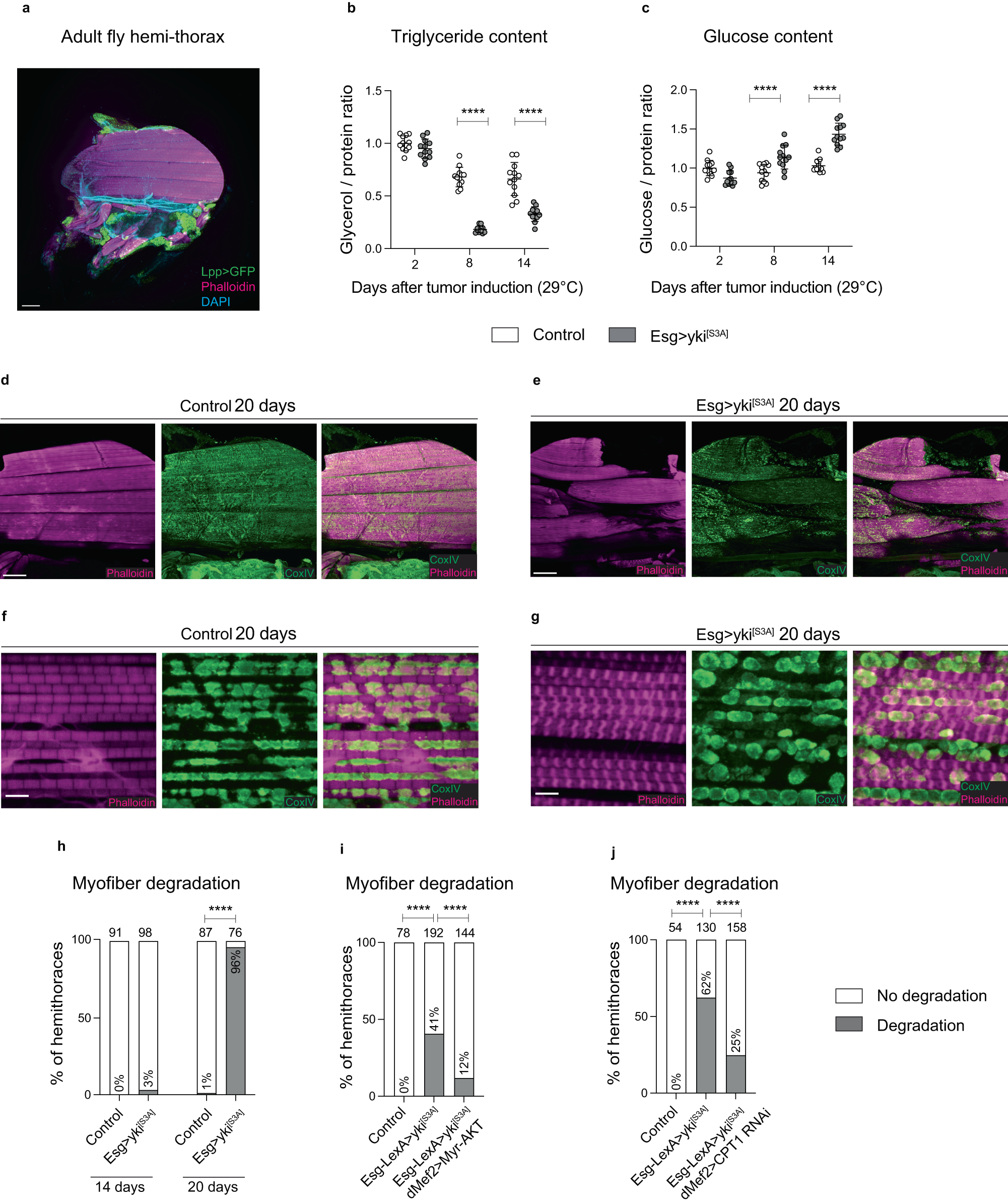 REPTOR and CREBRF encode key regulators of muscle energy metabolism Nature Communications image