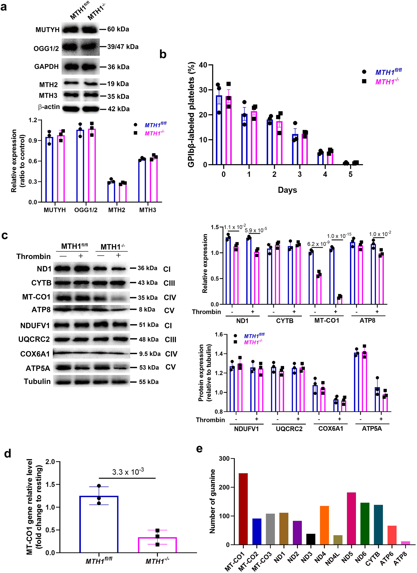 Fig. 5: MTH1 deficiency reduces the expression of mtDNA-encoded genes after thrombin stimulation.