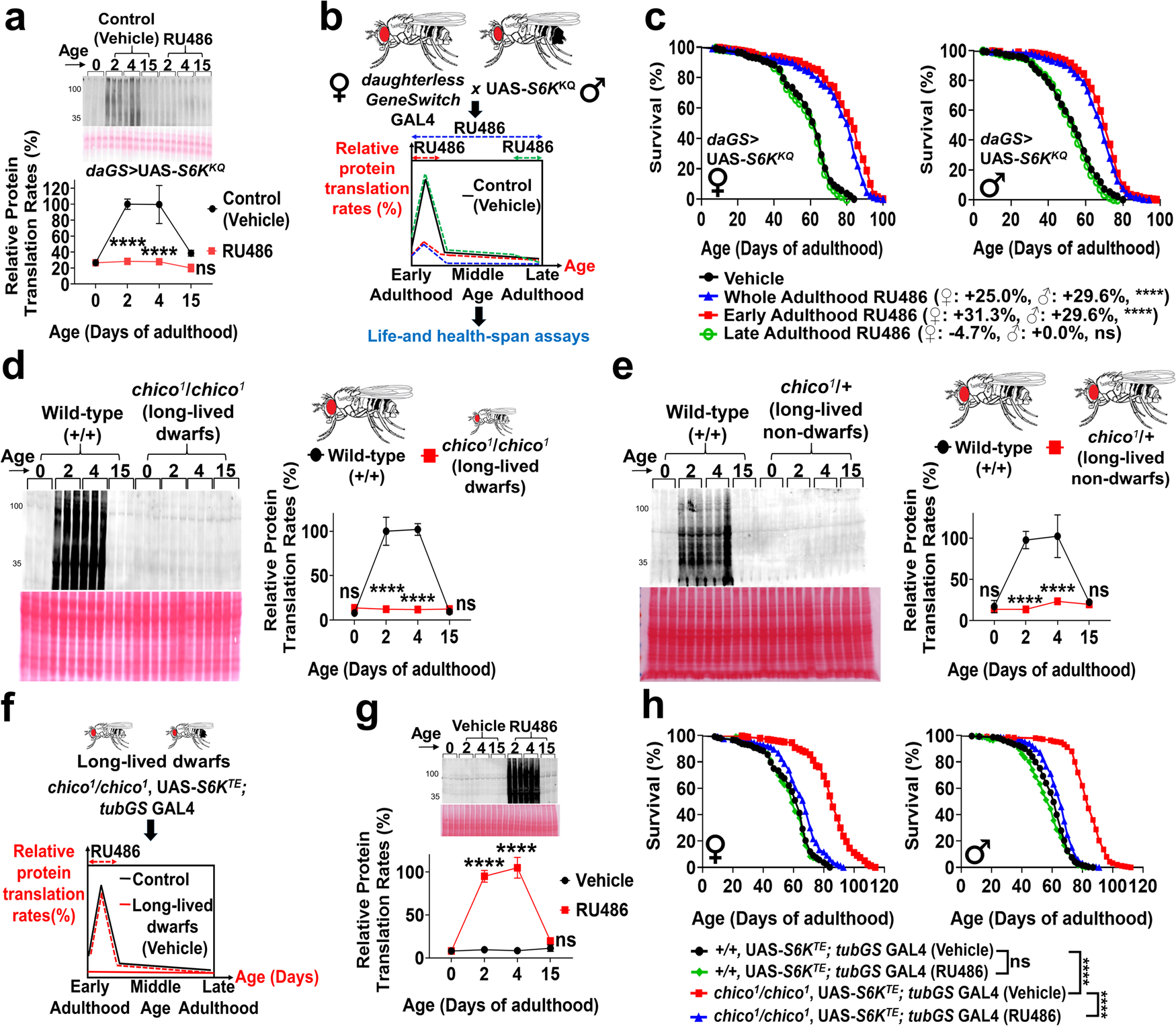 Fig. 2: Transiently inducing PT elevation in early-adulthood abolishes longevity benefits of dwarf flies.