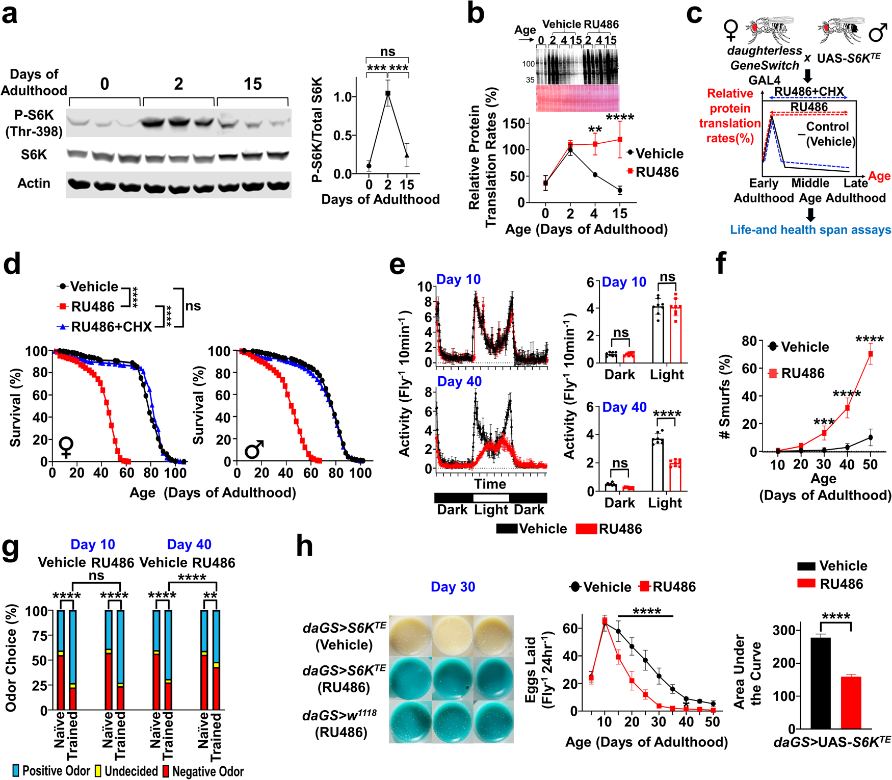 Fig. 3: Preventing age-related decline in PT causes accelerated aging and shortens lifespan and healthspan.