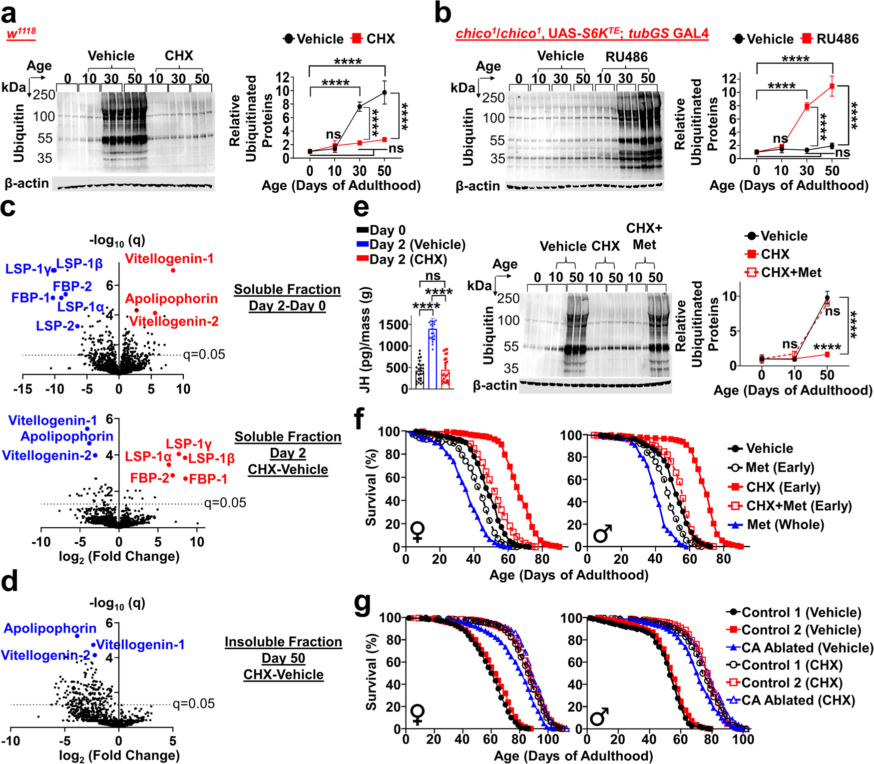 Fig. 4: Transient elevation in PT during early-adulthood triggers age-related proteostatic dysfunction and drives aging via juvenile hormone.