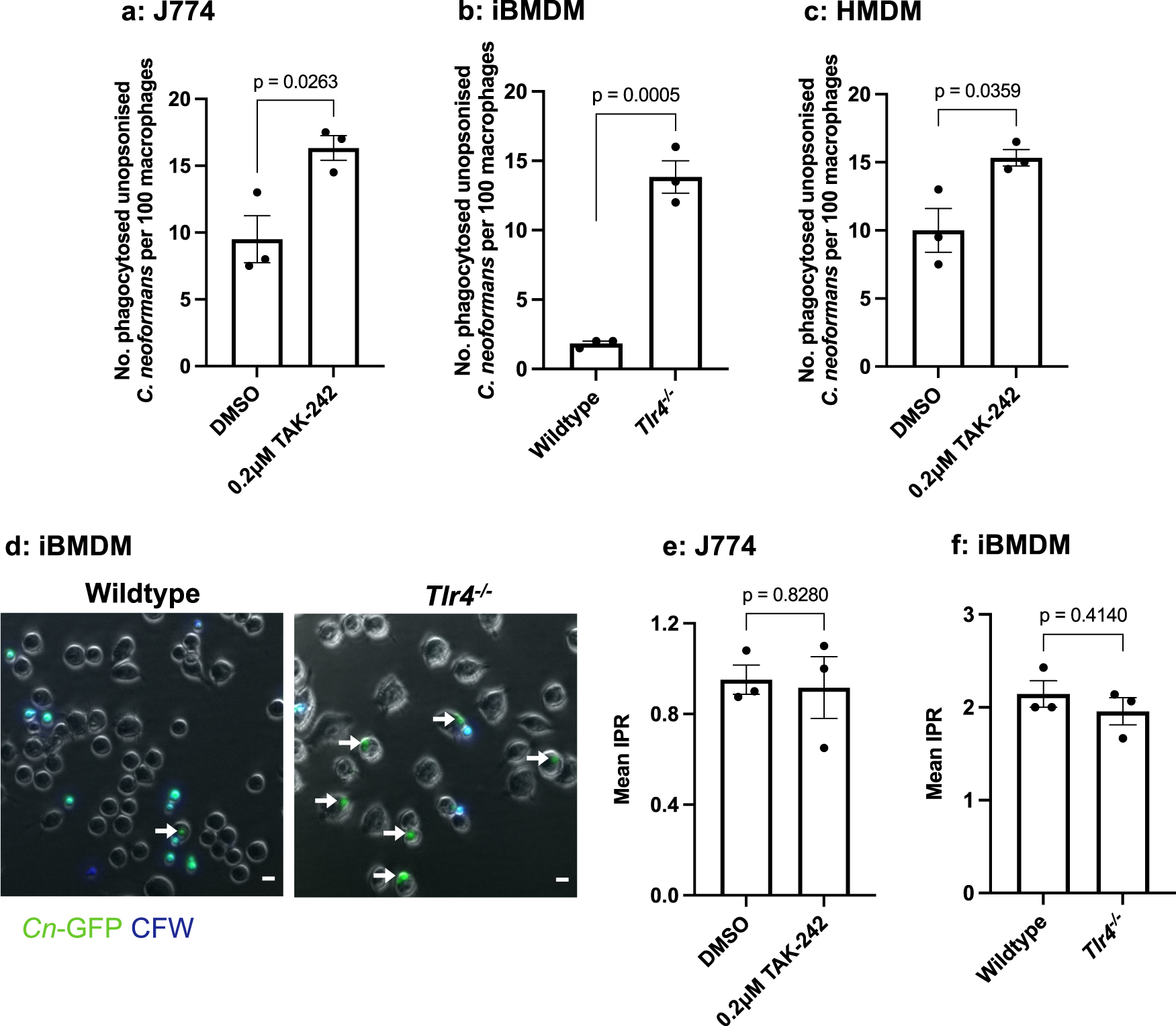 Toll-like receptor 4 and macrophage scavenger receptor 1 crosstalk regulates phagocytosis of a fungal pathogen | Nature Communications toll-like-receptor-4-and-macrophage-scavenger-receptor-1-crosstalk-regulates-phagocytosis-of-a-fungal-pathogen-nature-communications