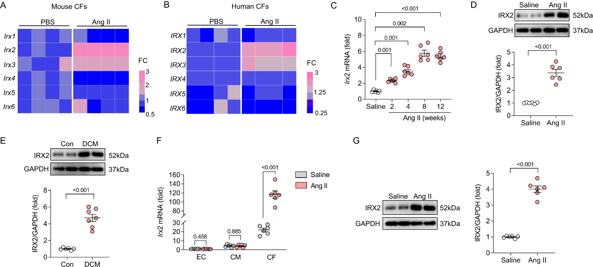 Fig. 1: IRX2 expression was increased in fibrotic hearts.
