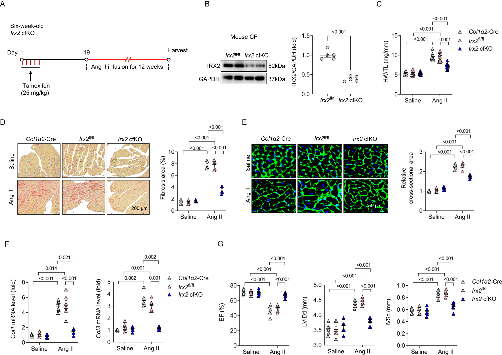 Fig. 2: Conditional fibroblast-specific Irx2-deficient mice exhibited attenuated fibrotic remodelling in response to angiotensin II (Ang II) infusion.