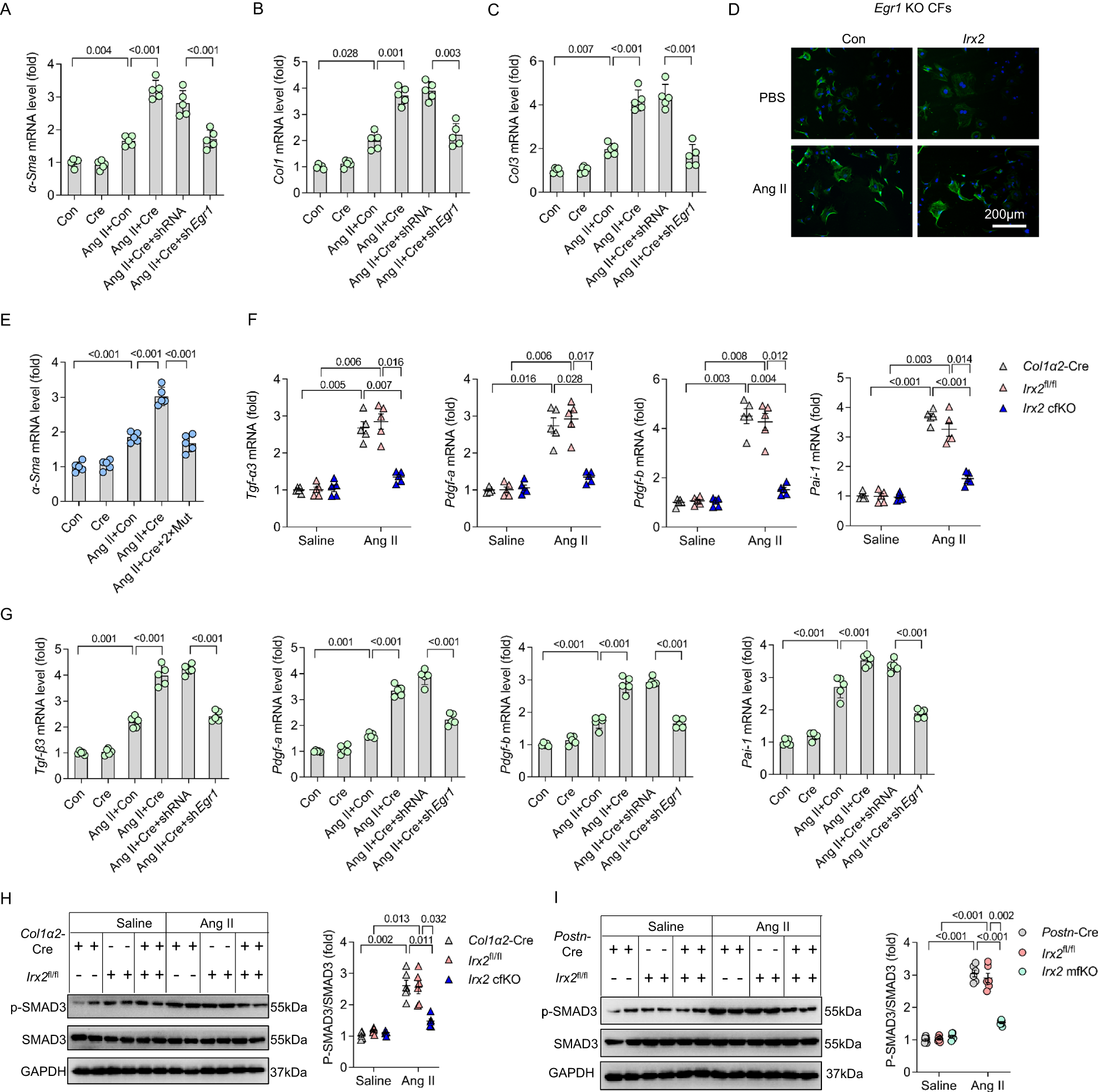 Fig. 7: EGR1 was responsible for the IRX2-promoted fibrotic response in angiotensin II (Ang II)-treated cardiac fibroblasts.