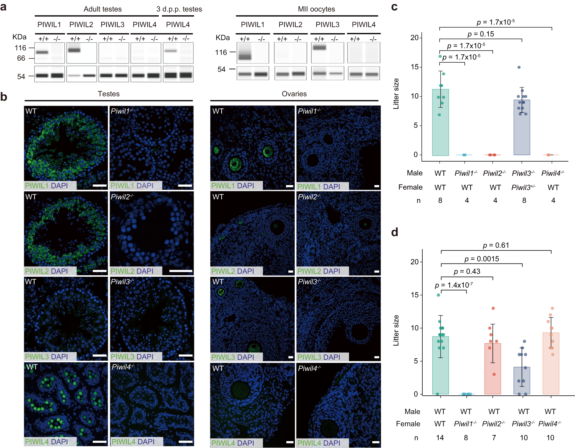 Fig. 2: Generation and fecundity analysis of Piwil1−/−, Piwil2−/−, Piwil3−/−, and Piwil4−/− golden hamsters.