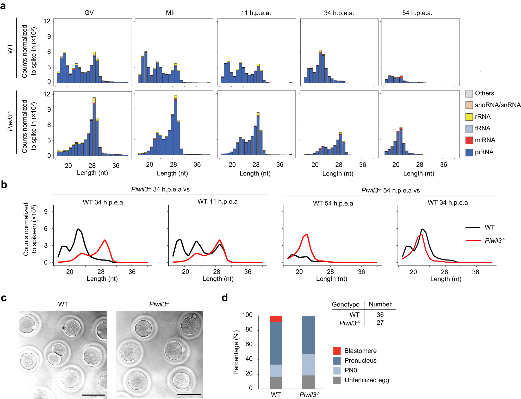 Fig. 4: Development of maternal Piwil3−/− embryos is delayed.
