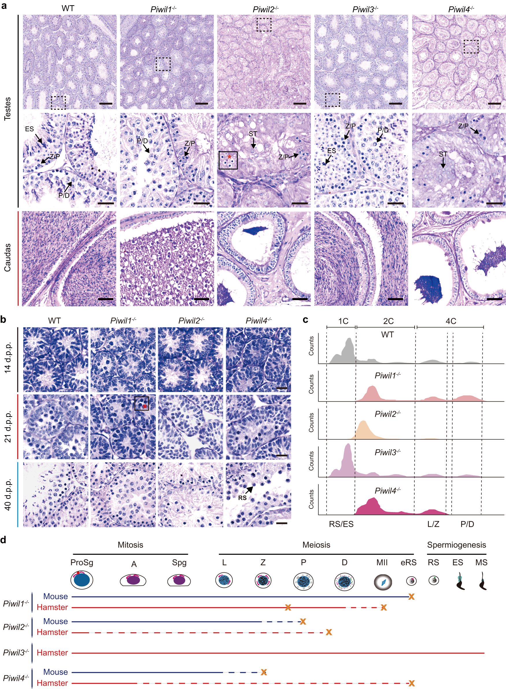 Fig. 5: Spermatogenesis defects in Piwil1−/− Piwil2−/−, and Piwil4−/− golden hamsters.