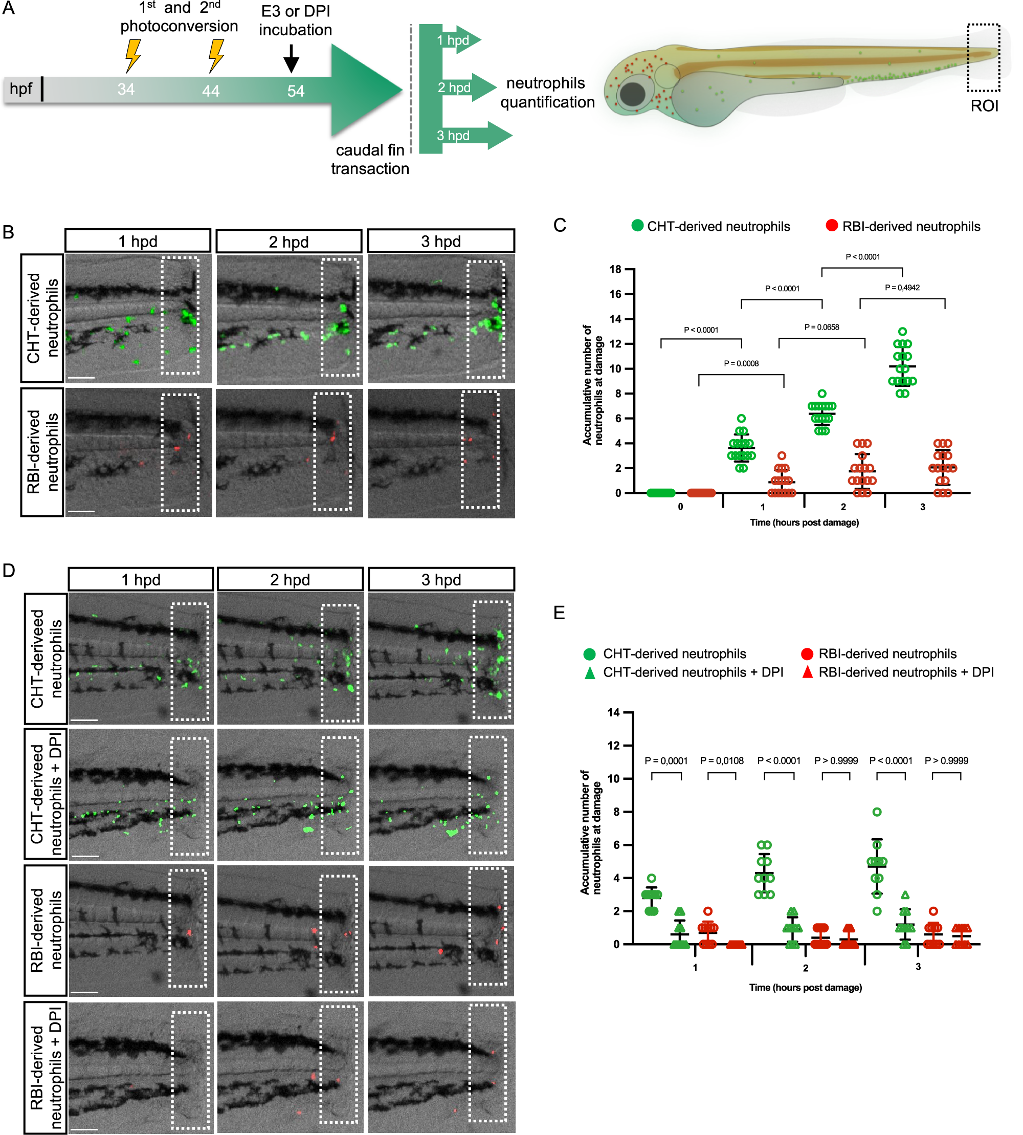Fig. 2: Recruitment of RBI-derived and CHT-derived neutrophils after tail transection.