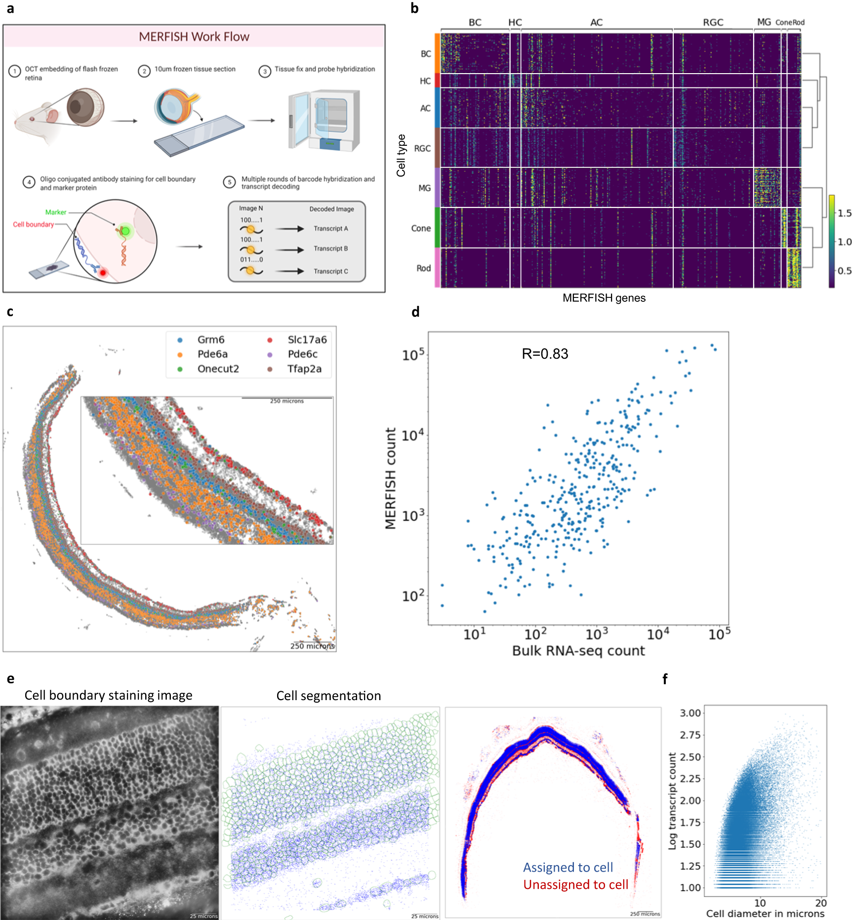 Spatial organization of the mouse retina at single cell resolution