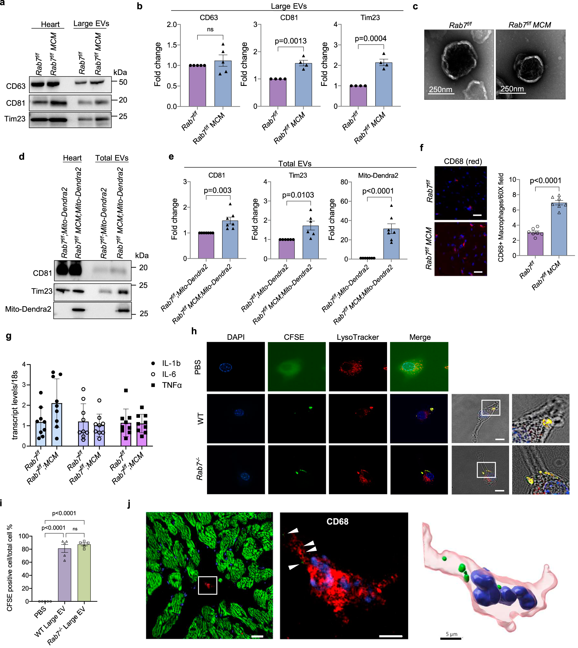Fig. 7: Enhanced secretion of large EVs containing mitochondria in Rab7-deficient hearts.