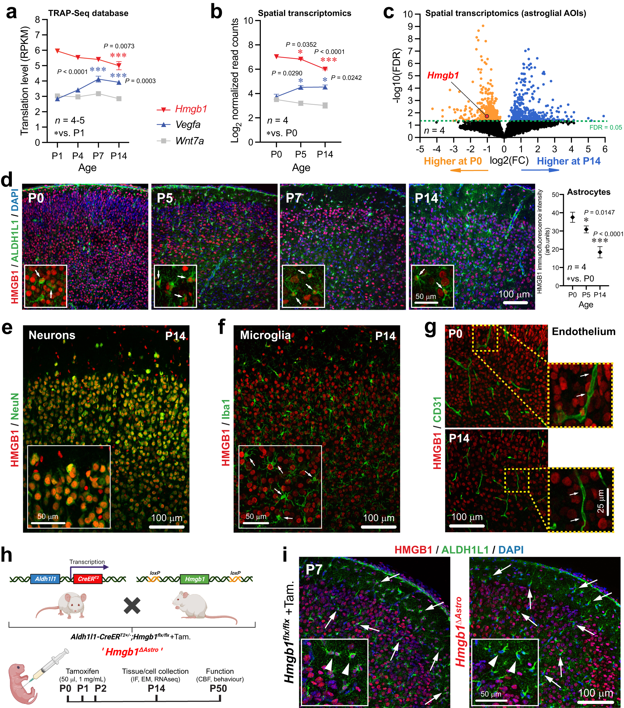 Fig. 2: HMGB1 is highly expressed in astrocytes around birth in the mouse cerebral cortex.