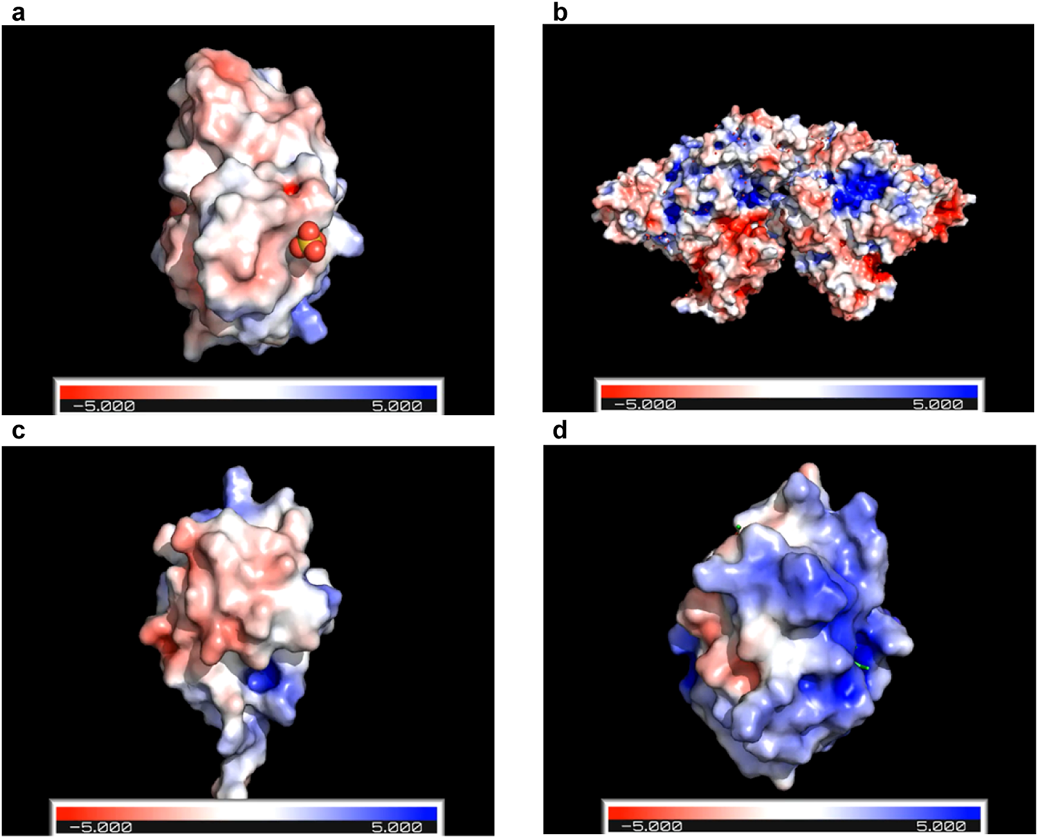 Fig. 3: PyMOL computational images of the surface charge on the four proteins tested.