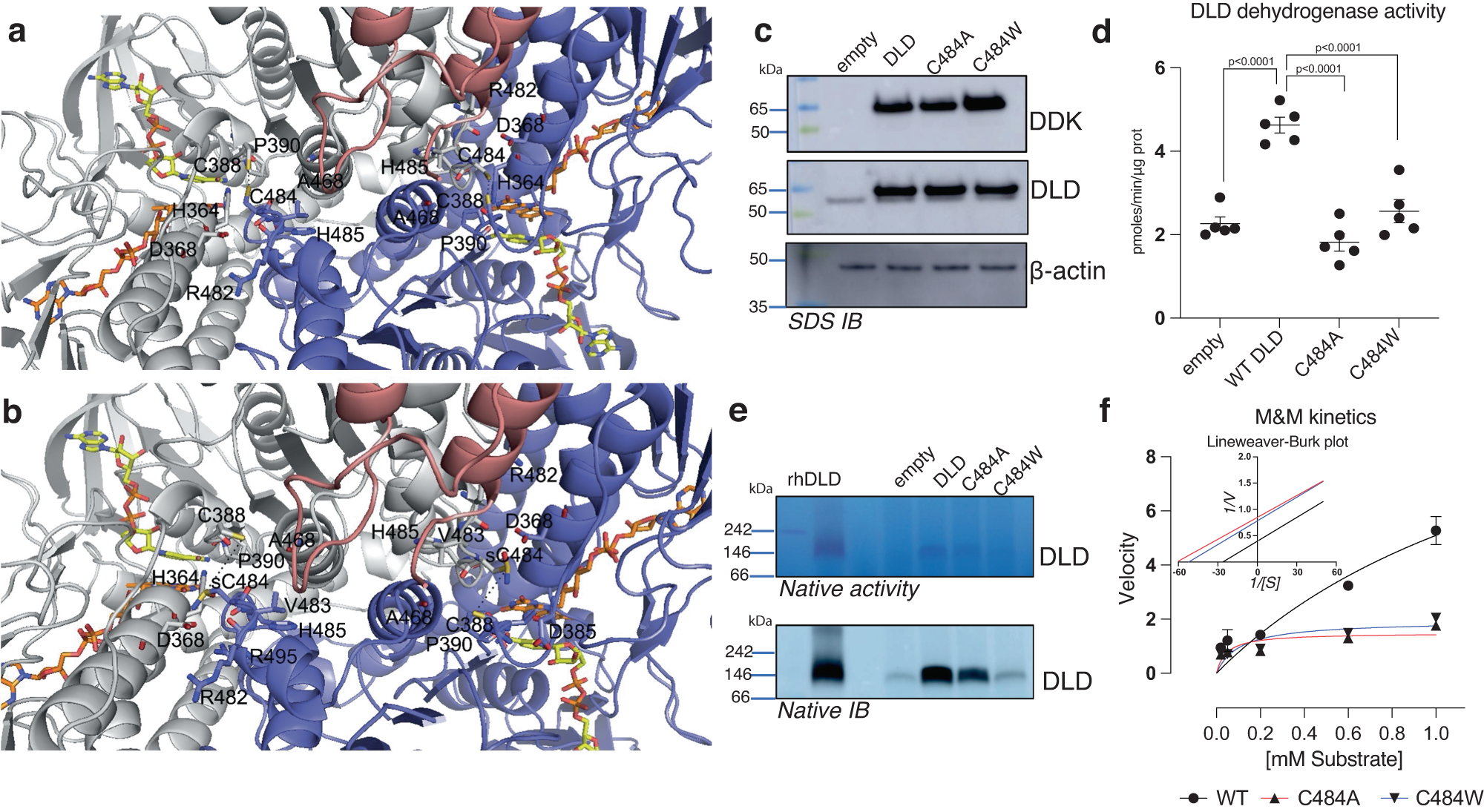 Fig. 6: Cys477 and Cys484 sulfinamide impair DLD homodimer formation.