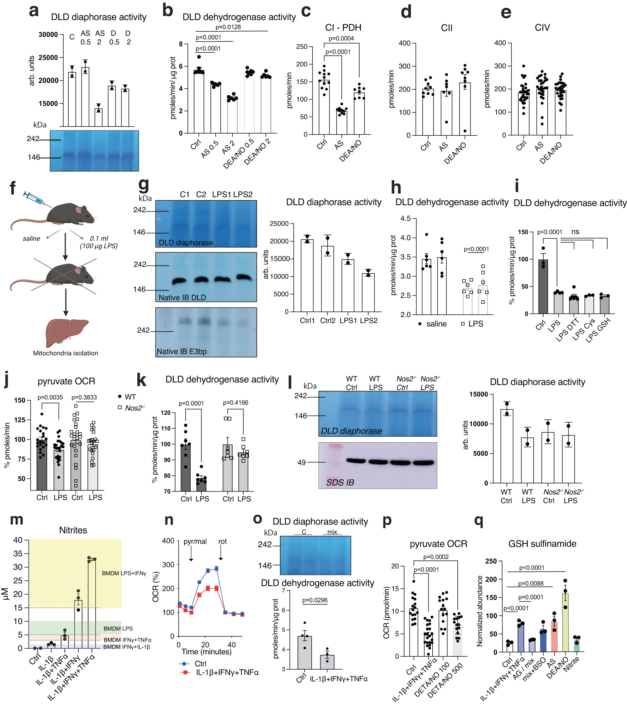 Fig. 7: Hepatocyte PDH is regulated in NO- and HNO- dependent manner.