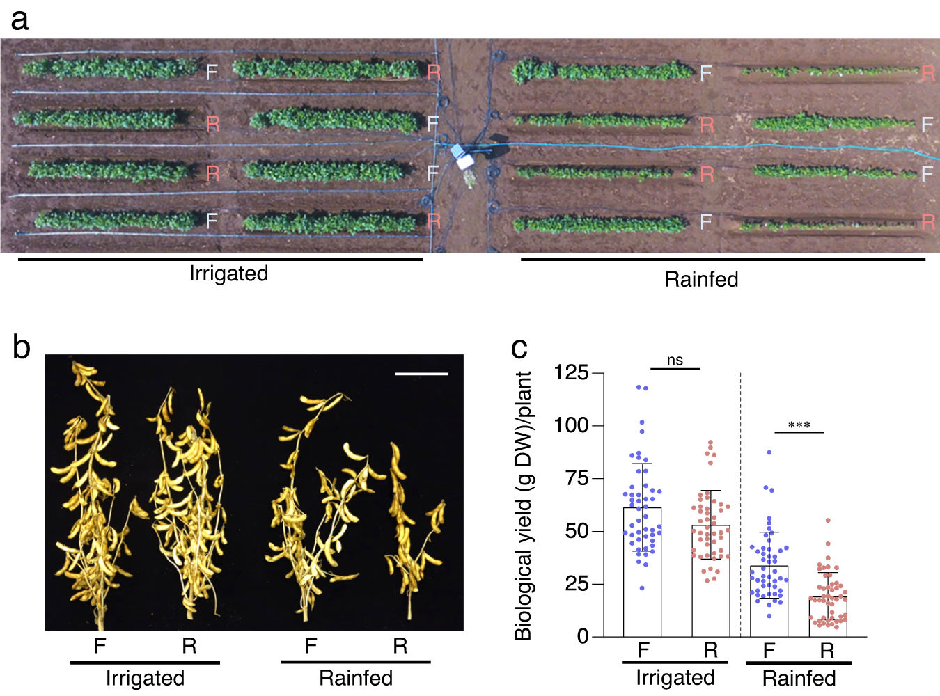Fig. 2: Irrigation compensates for the reduced growth of plants on ridges.