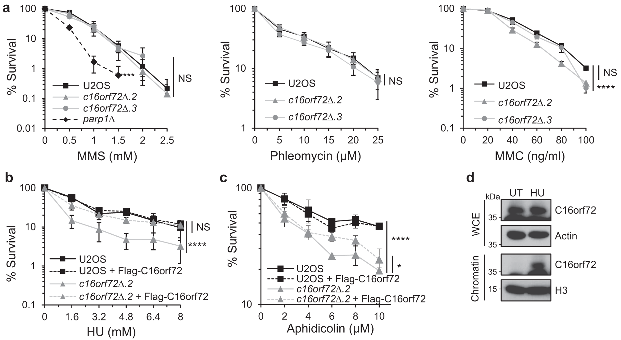 Fig. 2: C16orf72 is required for tolerance against replication stress.