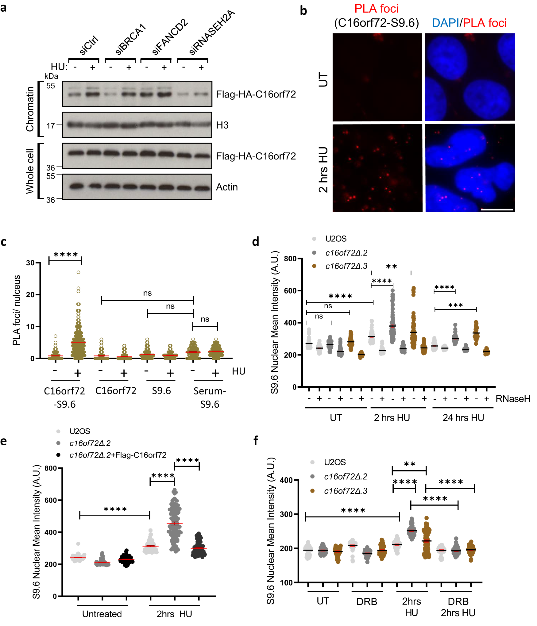 Fig. 5: C16orf72 modulates R-loop homoeostasis in response to replication stress.