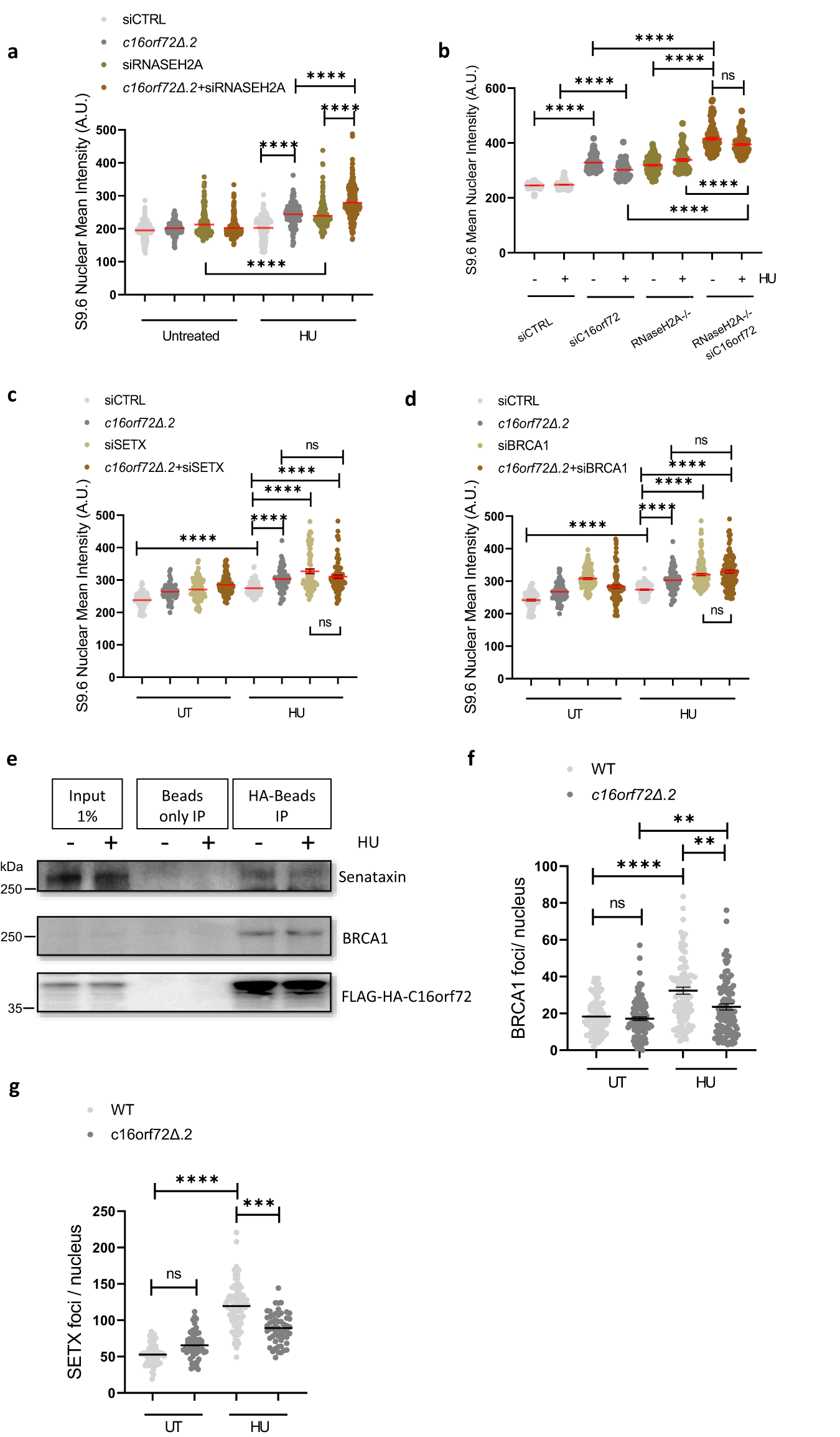 Fig. 6: C16orf72 and BRCA1/Senataxin interact to modulate R-loop homoeostasis in response to replication stress.