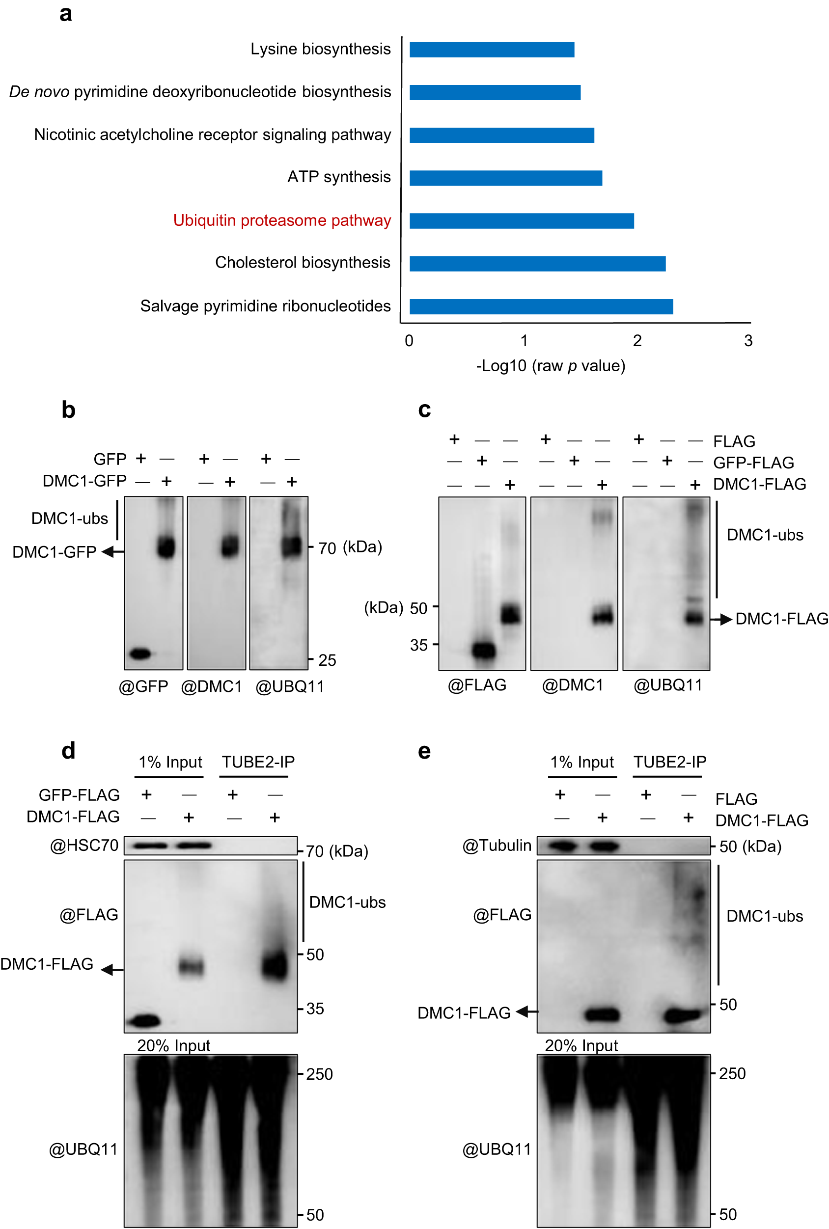 SCFRMF mediates degradation of the meiosis-specific recombinase DMC1 Nature Communications