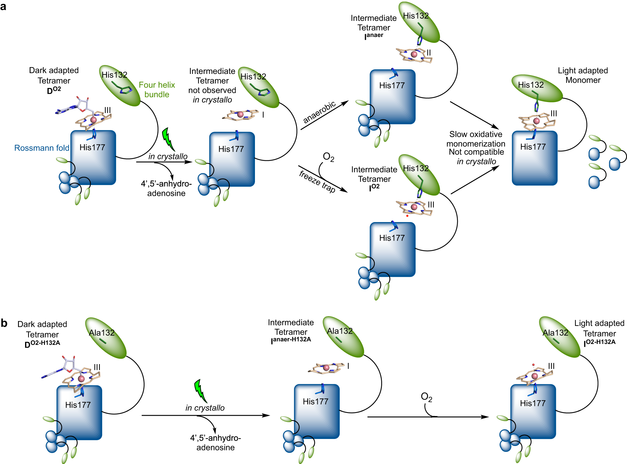 Fig. 9: Cartoon representation of cobalamin conformational changes following CarH illumination.