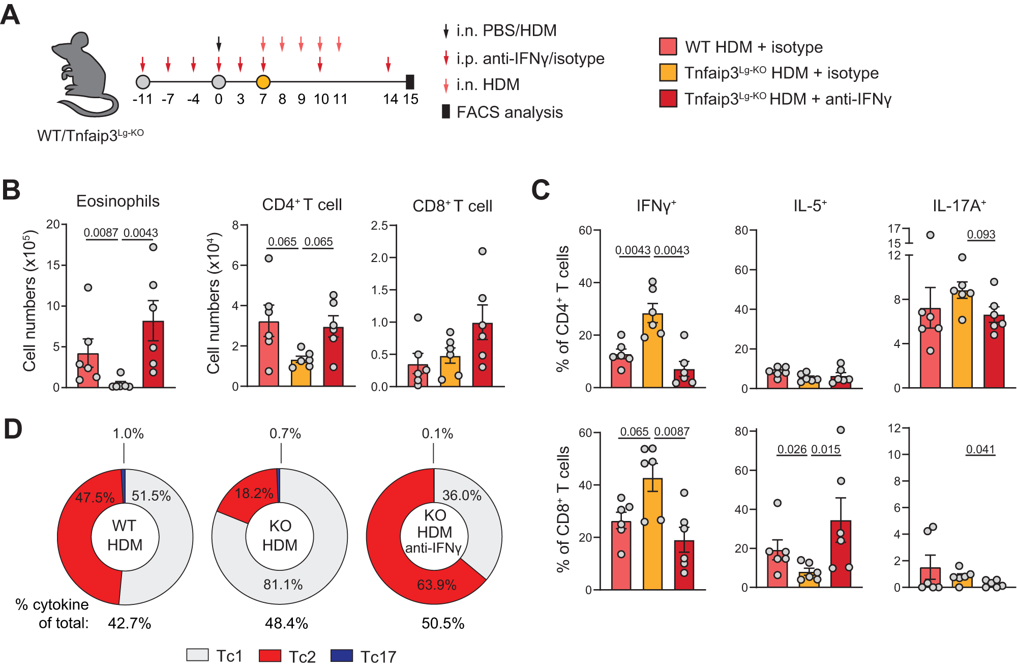 Fig. 5: Depletion of Tnfaip3 in Langerin+ cDC1s suppresses type-2 skewing of Tc cells which is restored by blocking IFNγ.