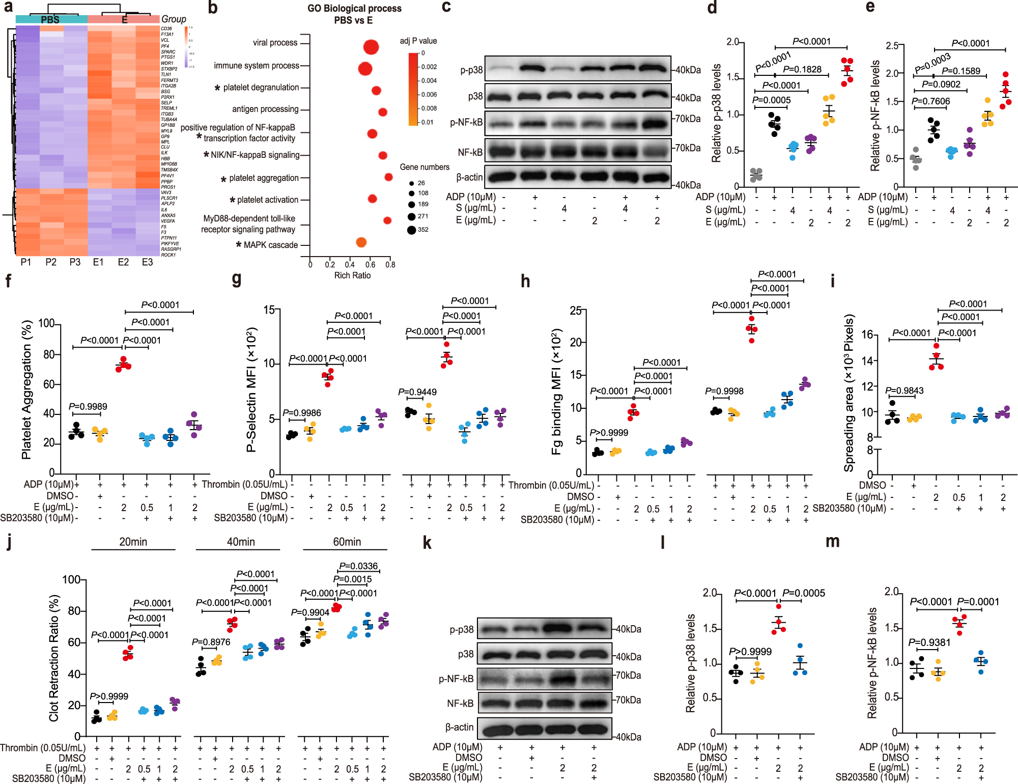 Fig. 4: The p38 MAPK/NF-κB pathway mediates E protein-induced platelet activation.