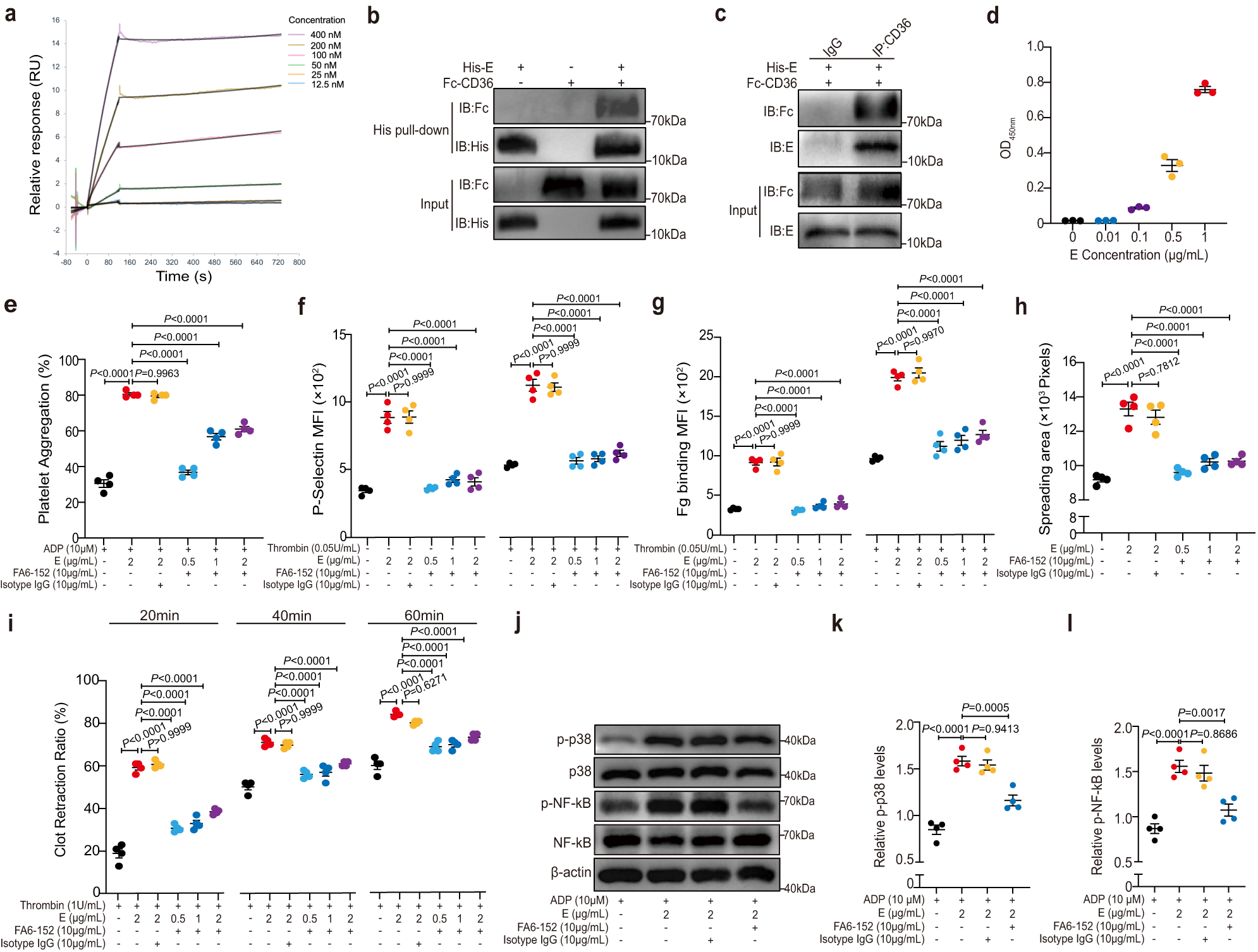 Fig. 5: The transmembrane protein CD36 mediates E protein-induced platelet activation.