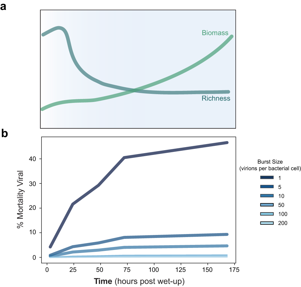 Fig. 5: Viral response to wet-up and corresponding contribution to microbial mortality.