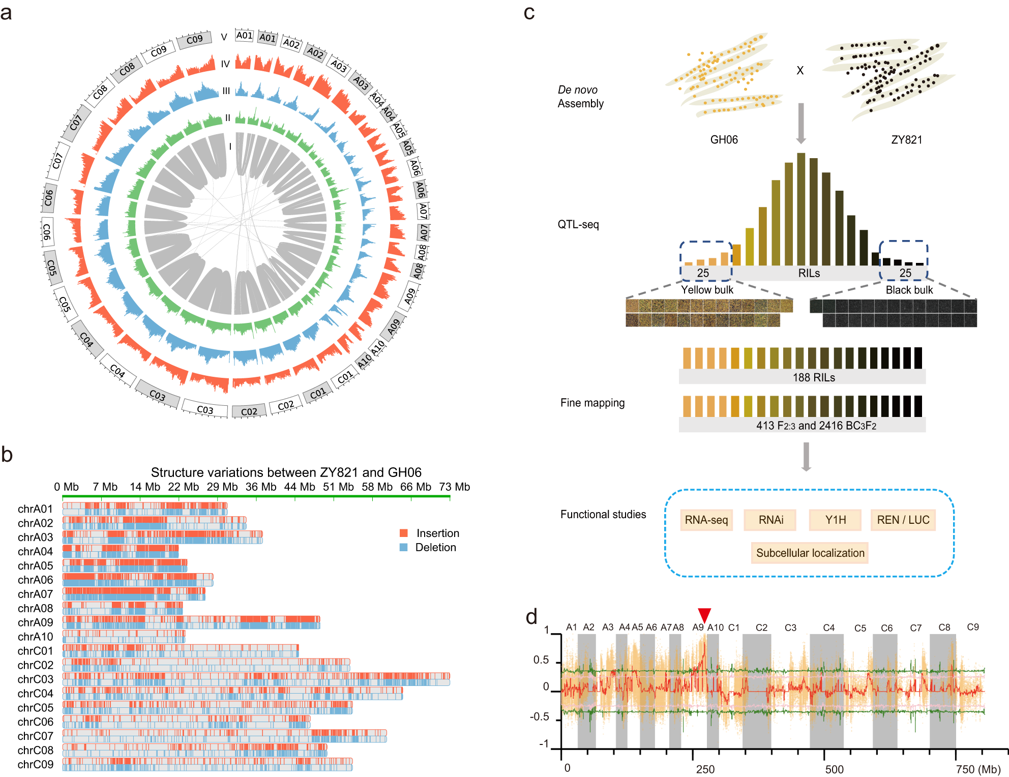 Fig. 1: Characteristics of the GH06 and ZY821 genomes, phenotypes of the two parental lines and the two extreme bulks, and the QTL-seq results for the RILs.