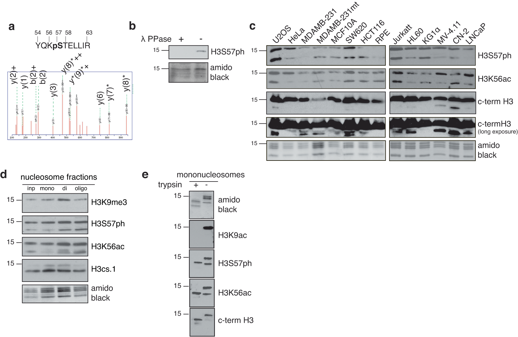 Histone H3 serine-57 is a CHK1 substrate whose phosphorylation affects DNA  repair | Nature Communications