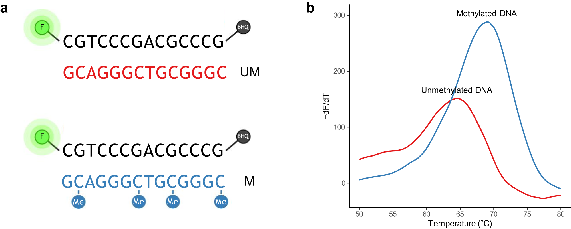 Fig. 3: Thermal stability is influenced by methylation.