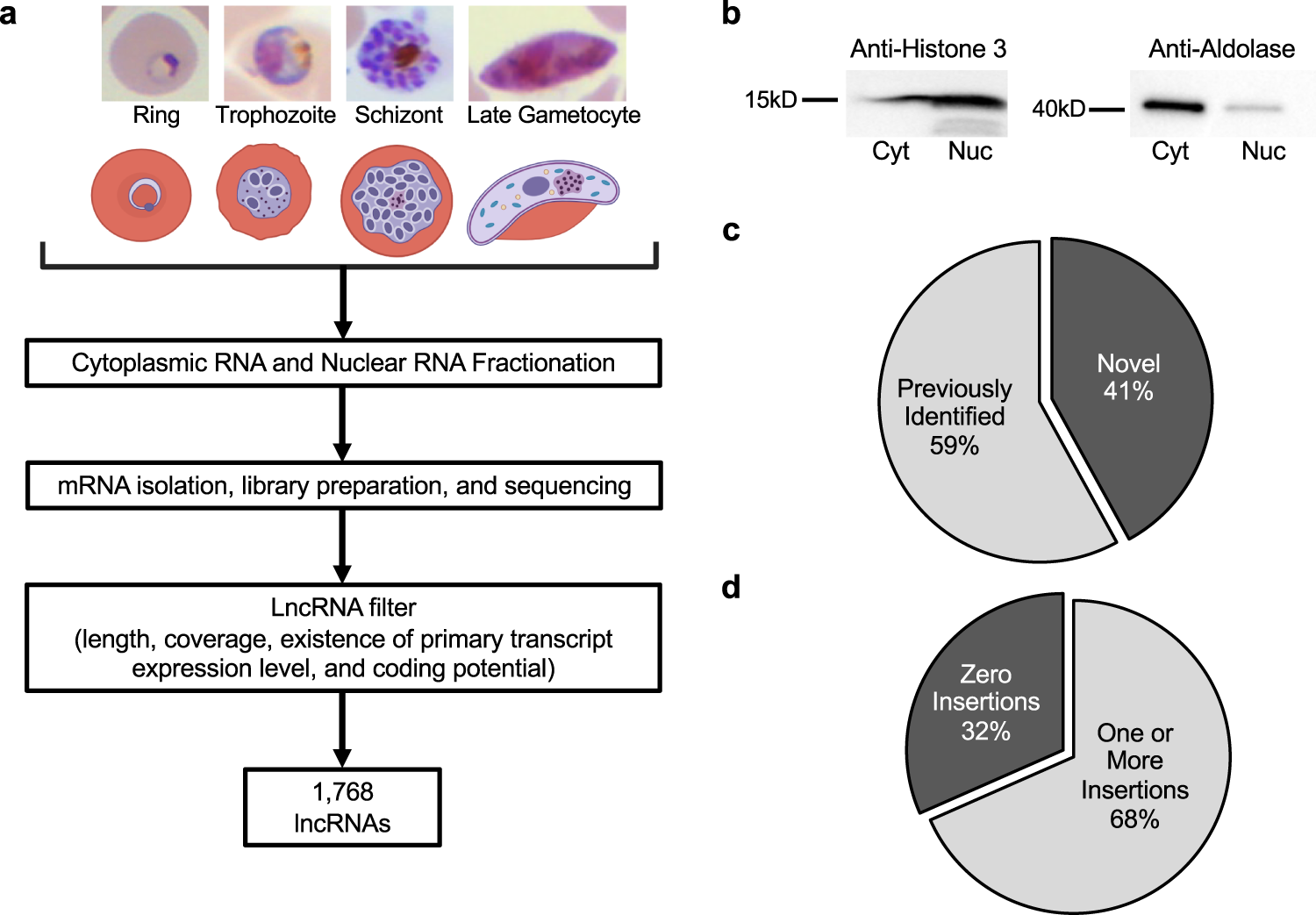 Histone methylation changes are required for life cycle progression in the  human parasite Schistosoma mansoni