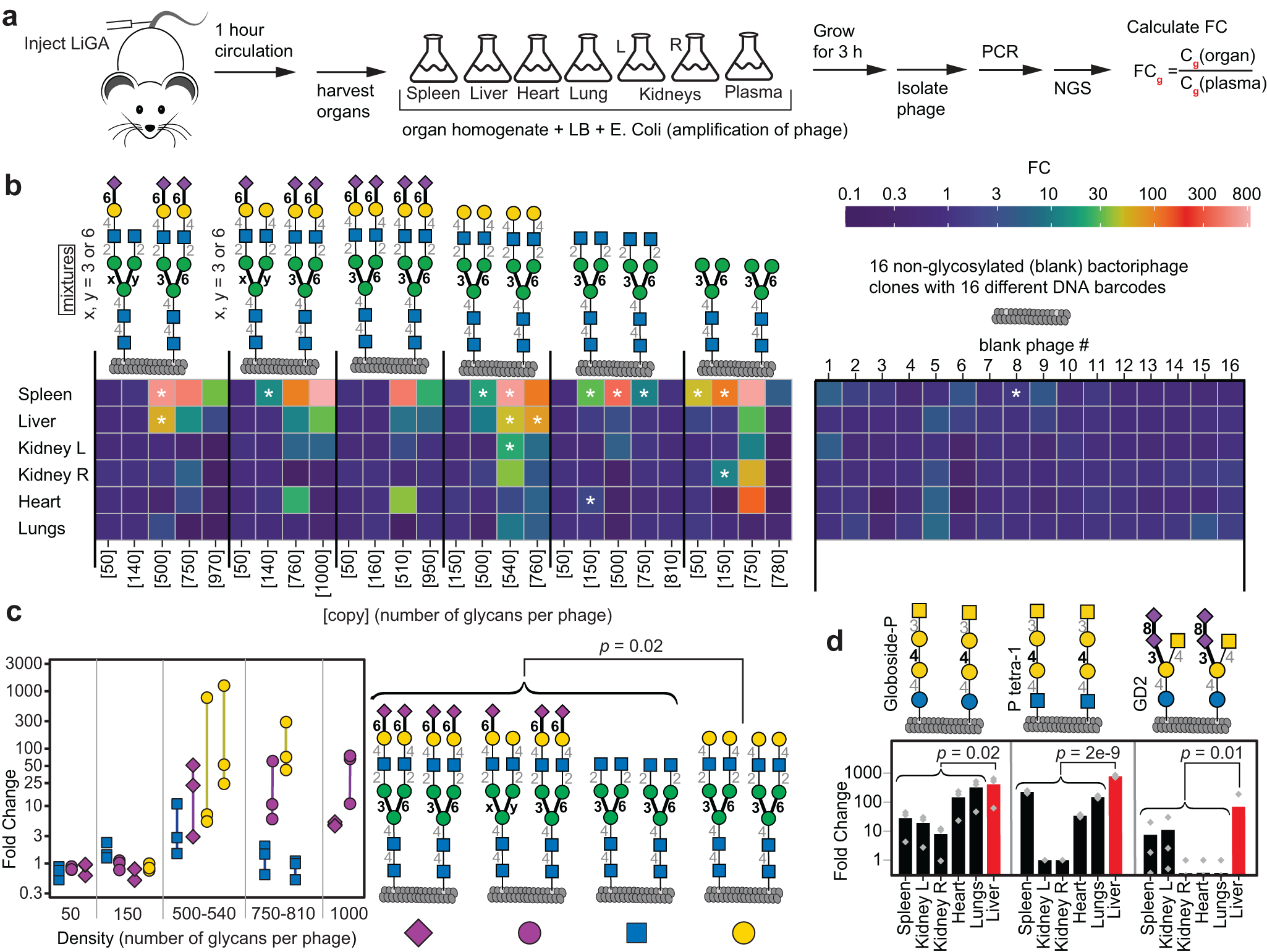 Fig. 6: Interaction of LiGA with organs in vivo.