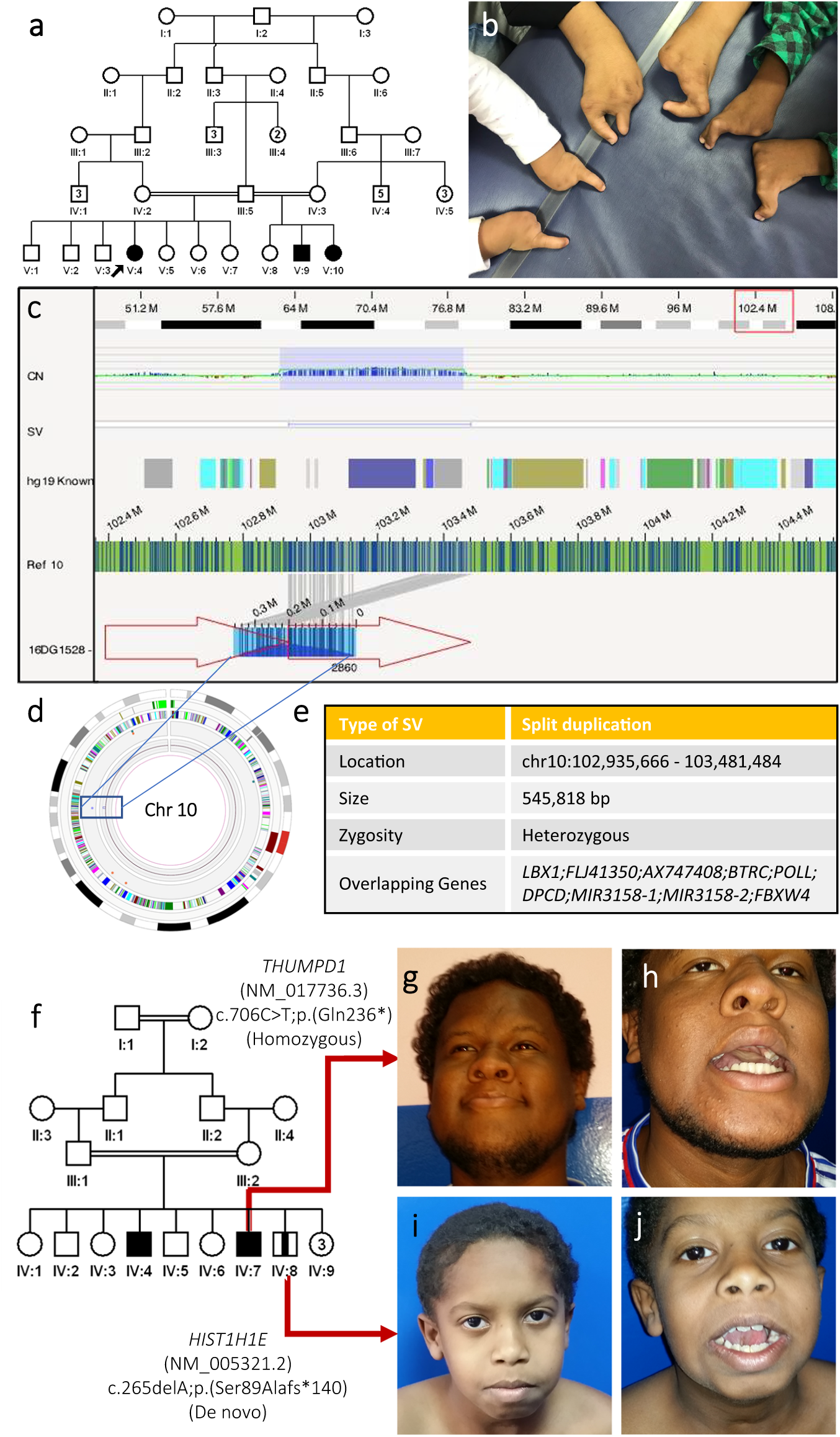 Fig. 5: Gonadal mosaicism and intrafamilial genetic heterogeneity are examples of pedigree-related challenges.